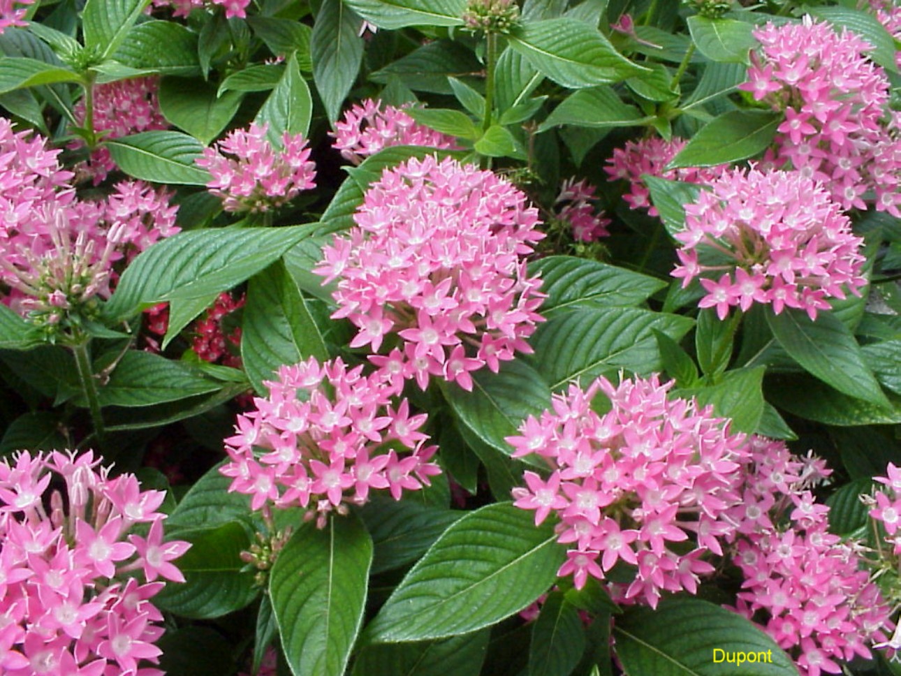 Pentas Egyptian Starcluster Rotary Botanical Gardens