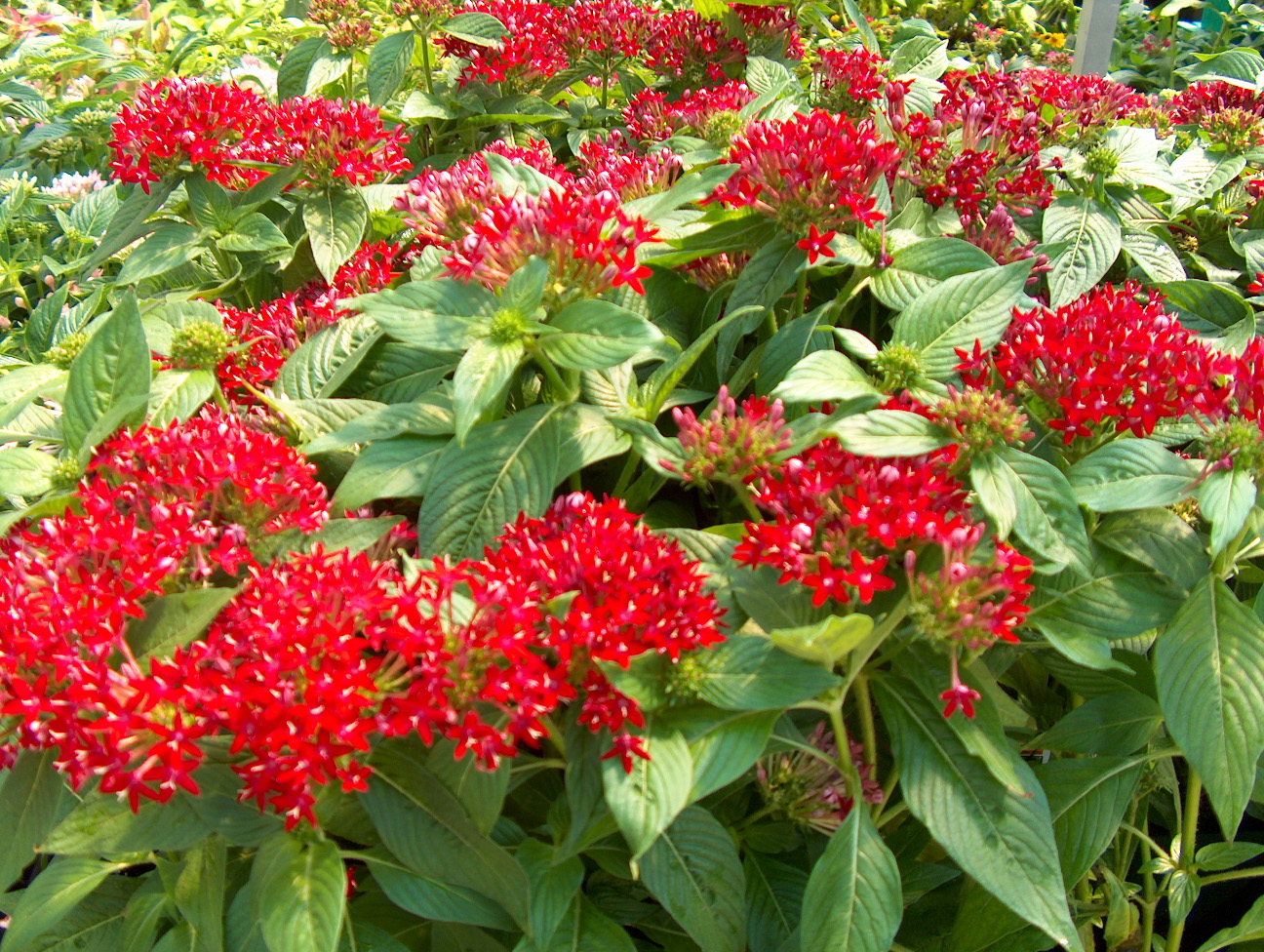 Pentas lanceolata  / Pentas lanceolata 