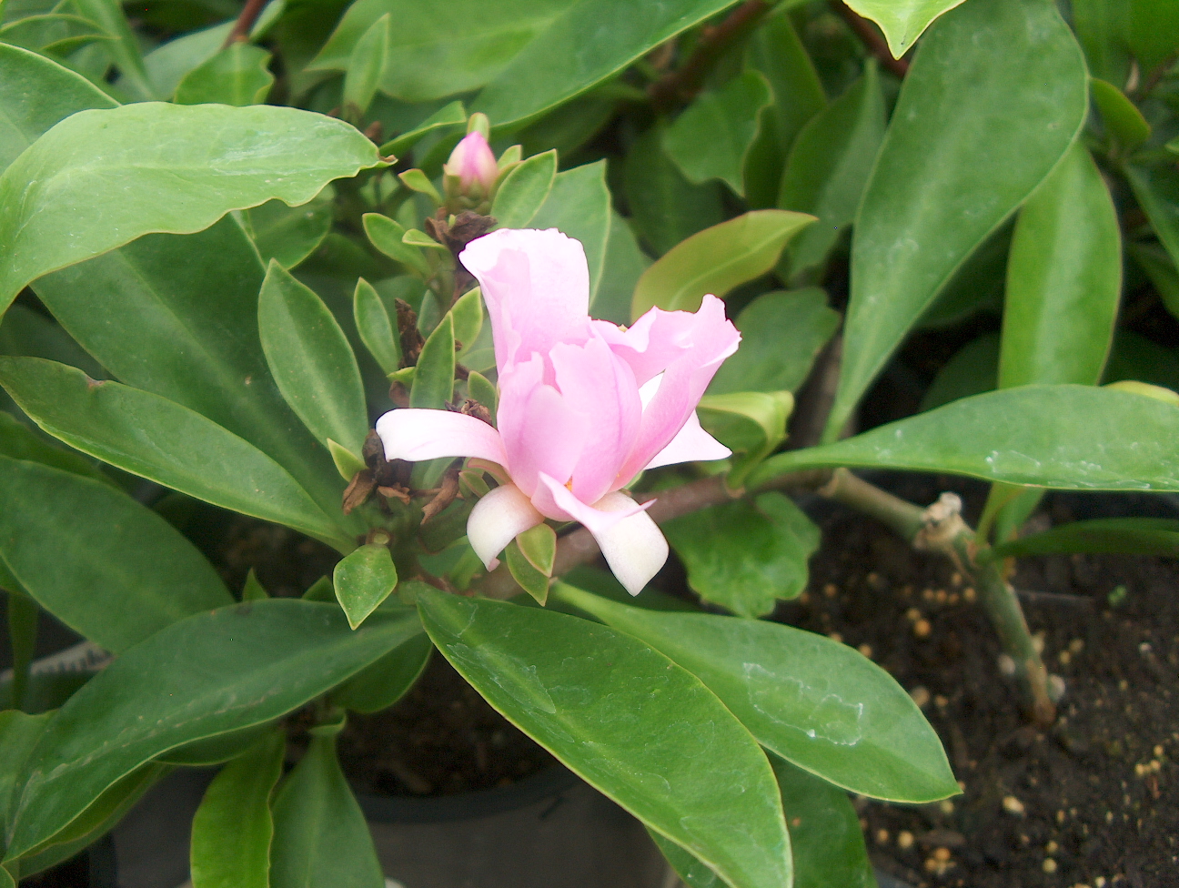 Pereskia grandiflora  / Rose Cactus