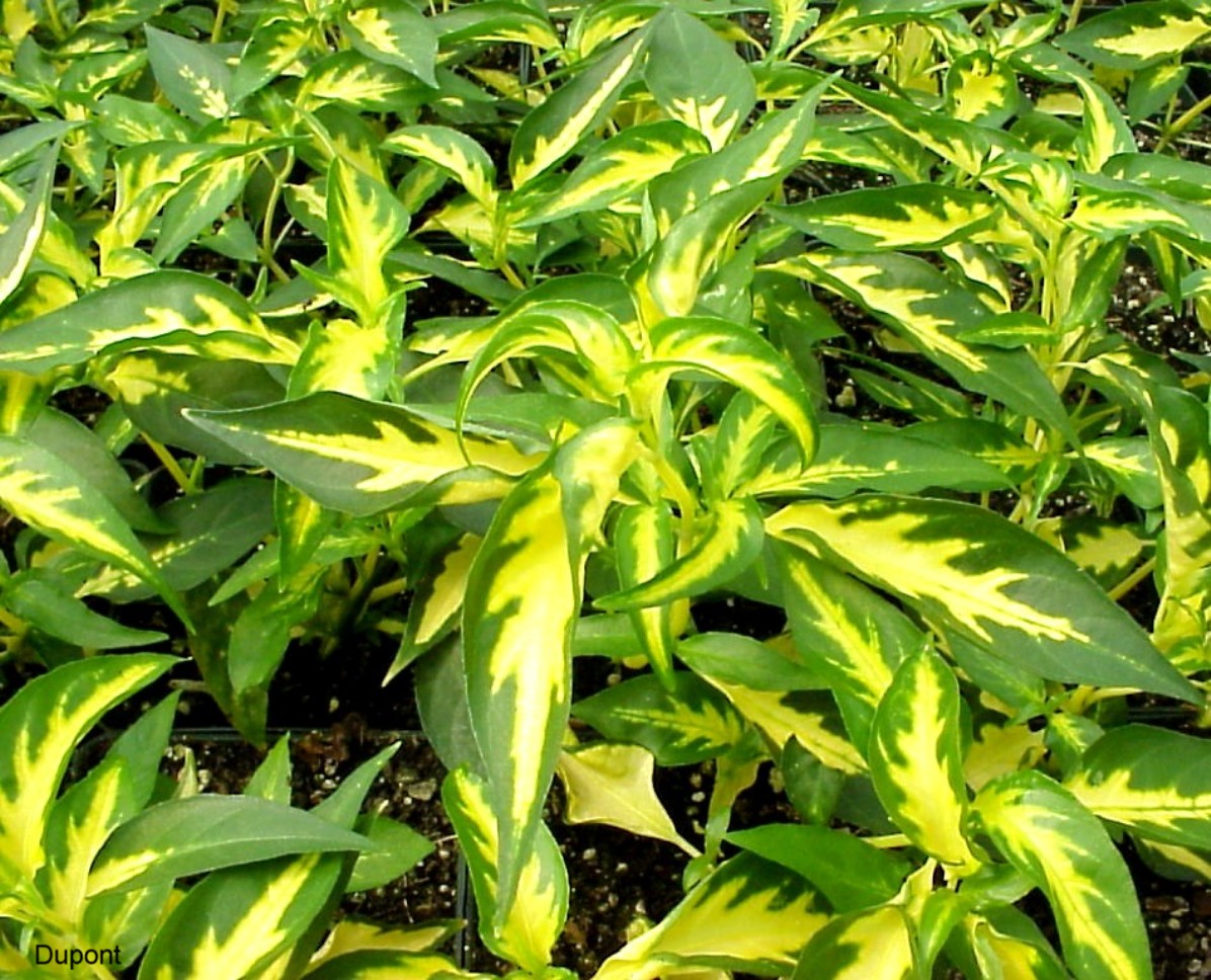 Peristrophe hyssopifolia 'Aureo-variegata'  / Peristrophe hyssopifolia 'Aureo-variegata' 