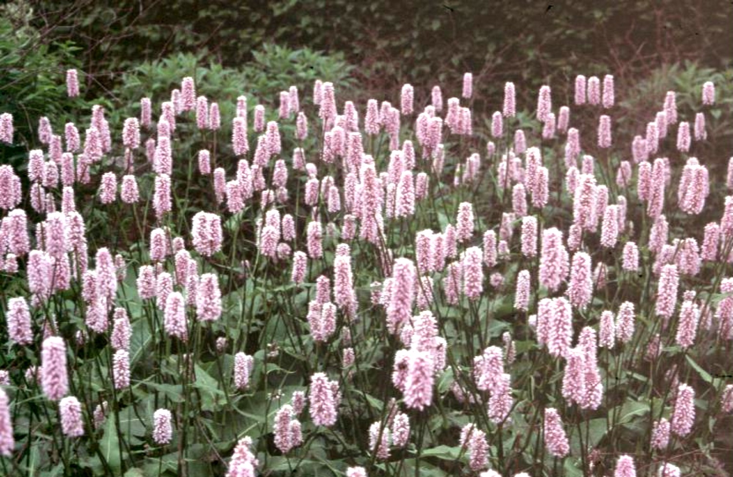 Persicaria bistorta  / Persicaria bistorta 