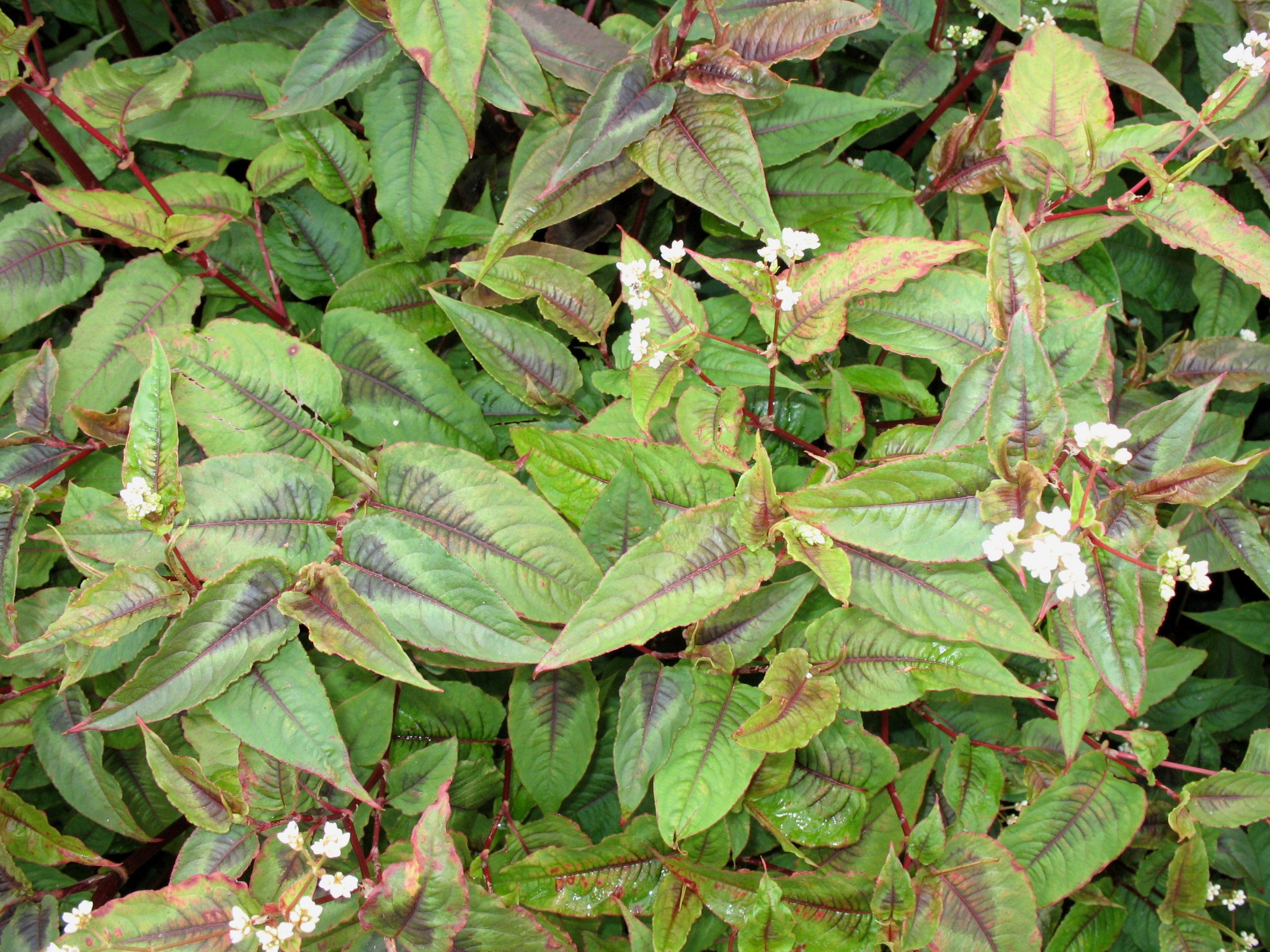 Persicaria microcephala 'Red Dragon'  / Persicaria microcephala 'Red Dragon' 