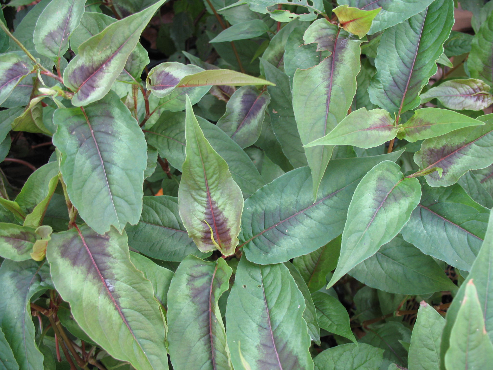 Persicaria microcephala  / Bistort