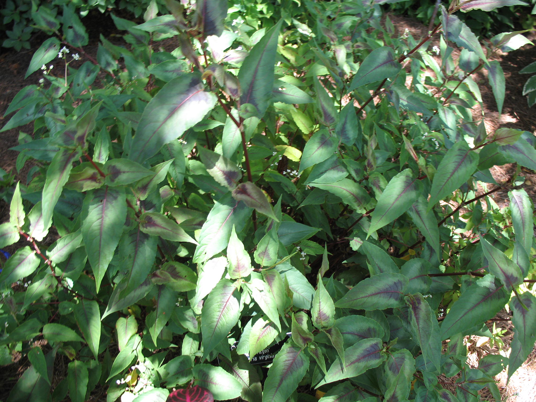 Persicaria virginiana 'Red Dragon' / Bistort