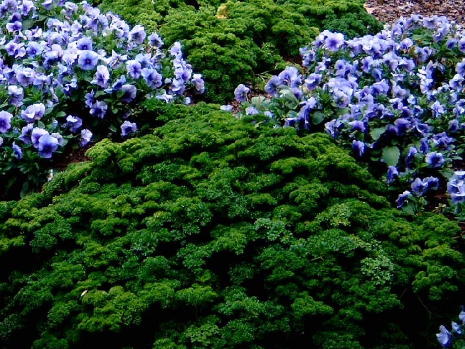 Petroselinum crispum var crispum / Curly Leaf Parsley