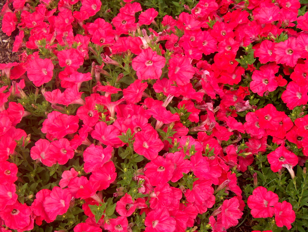 Petunia 'Easy Wave Coral Reef'  / Petunia 'Easy Wave Coral Reef' 