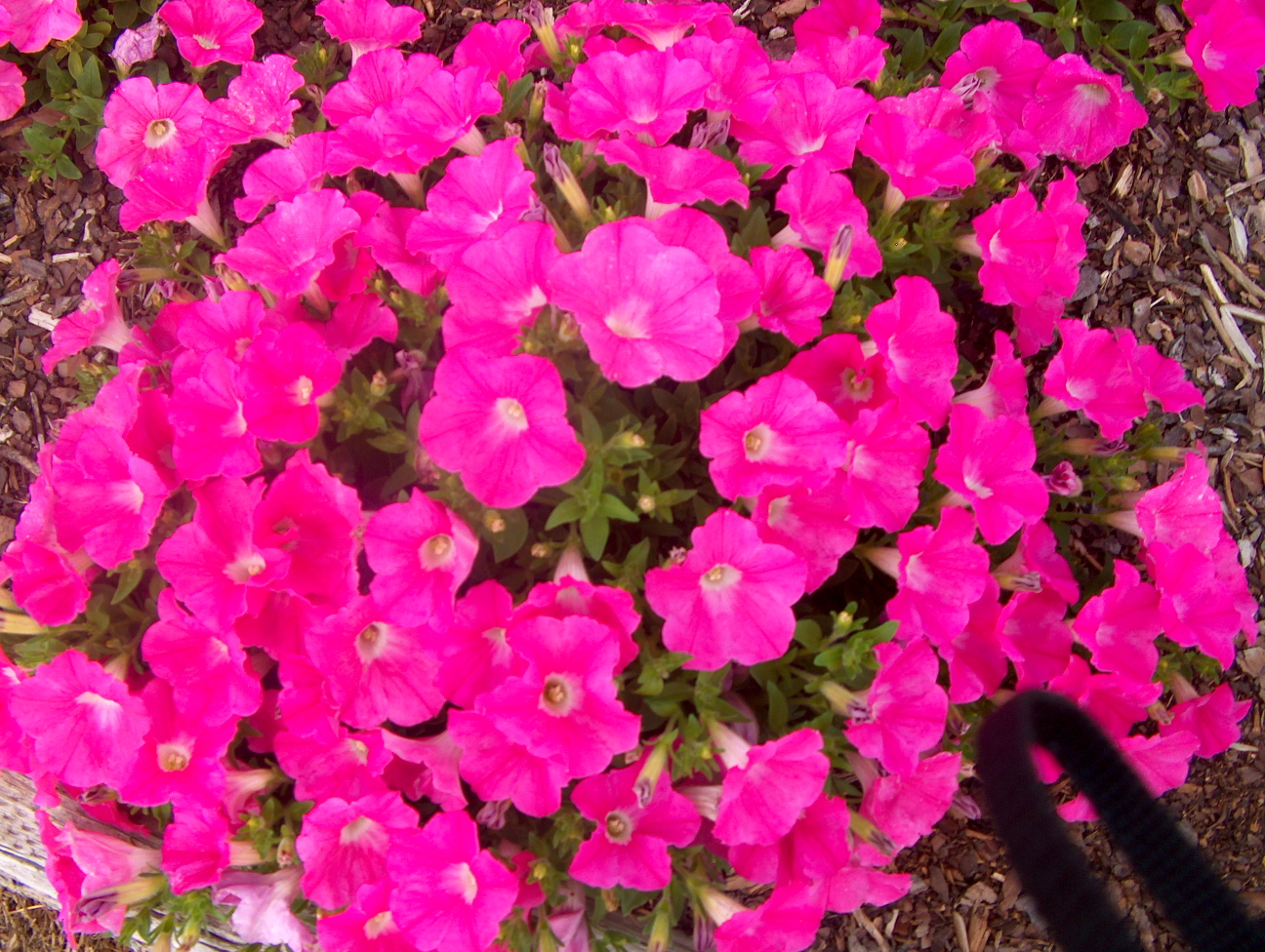 Petunia 'Easy Wave Pink'  / Easy Wave Pink Petunia