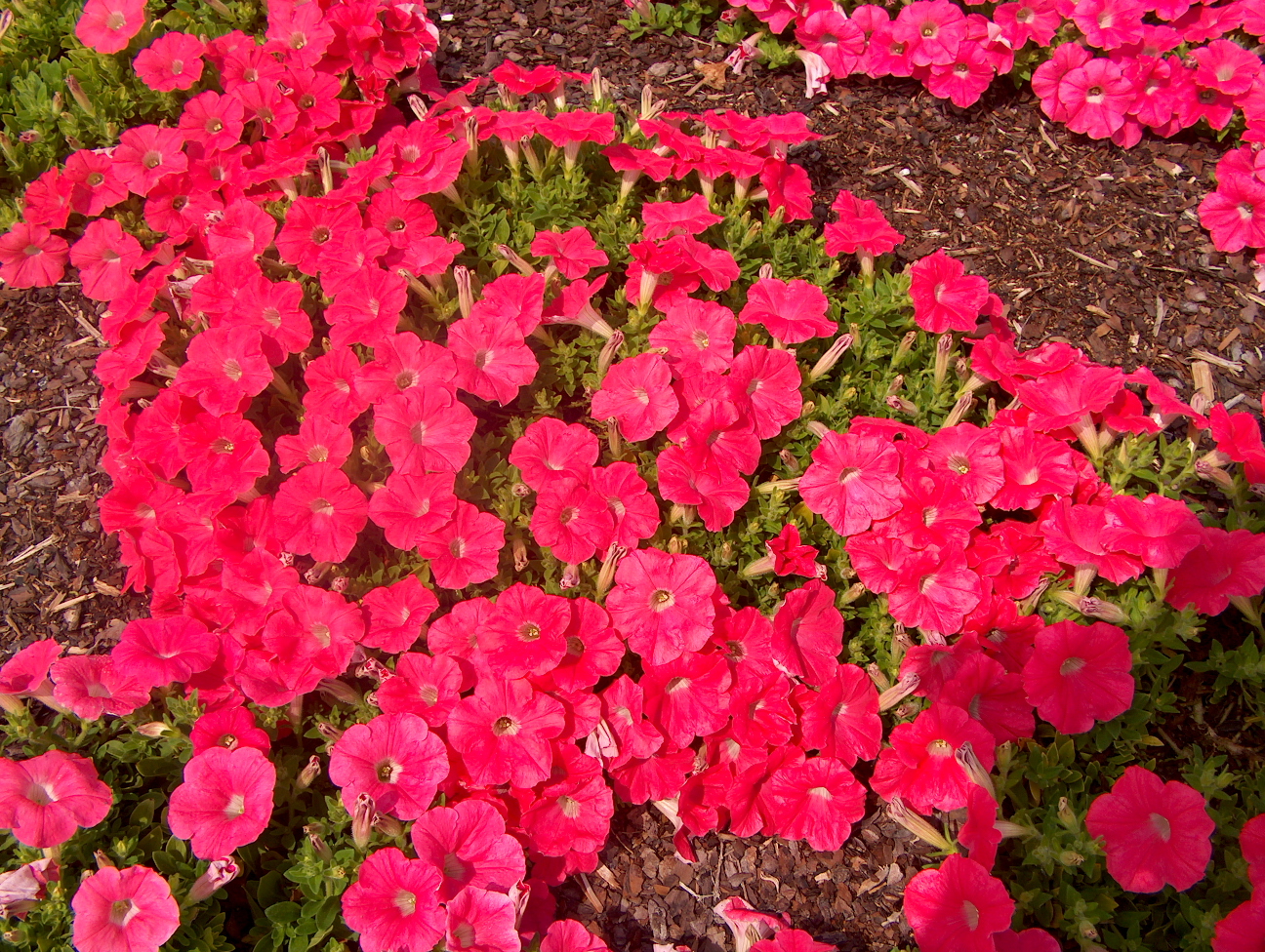 Petunia 'Easy Wave Salmon'  / Easy Wave Salmon Petunia