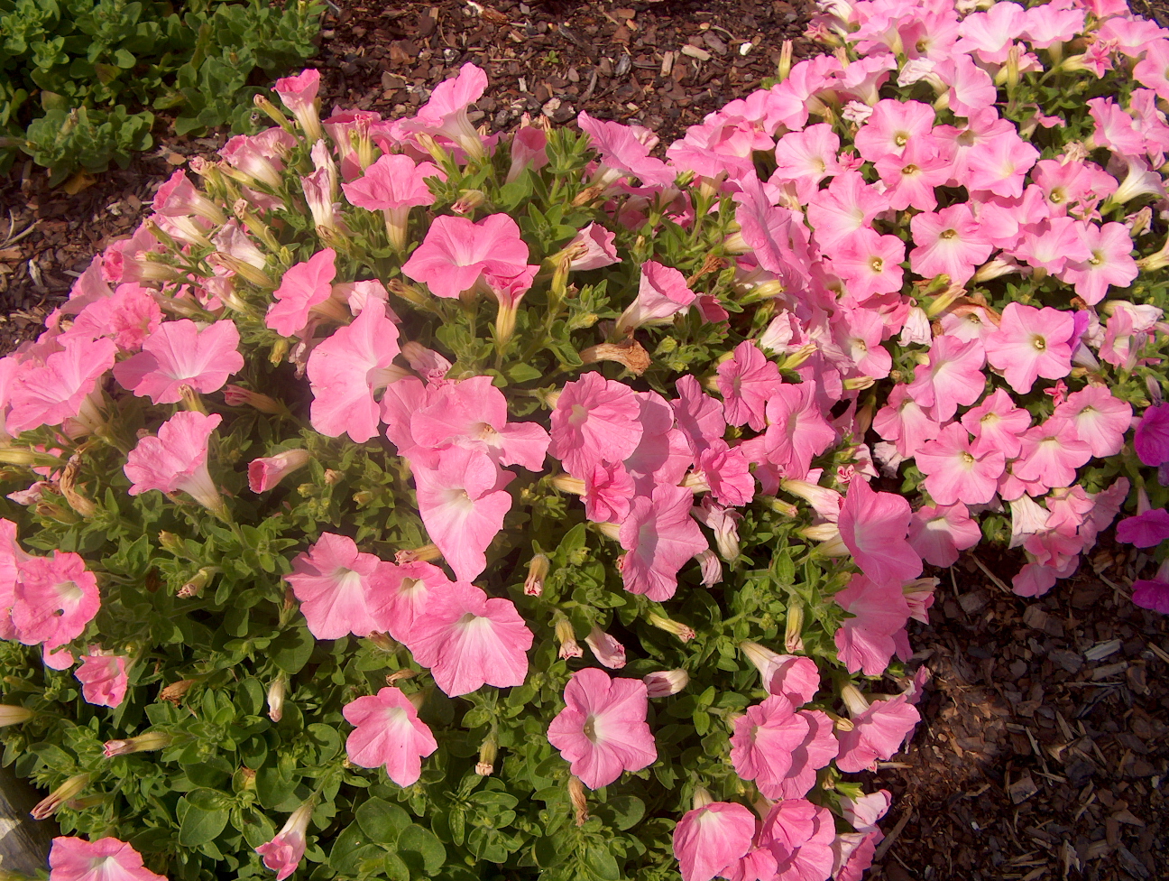 Petunia 'Easy Wave Shell Pink'  / Easy Wave Shell Pink Petunia