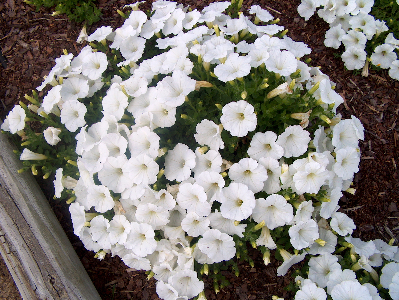 Petunia 'Easy Wave White'  / Petunia 'Easy Wave White' 