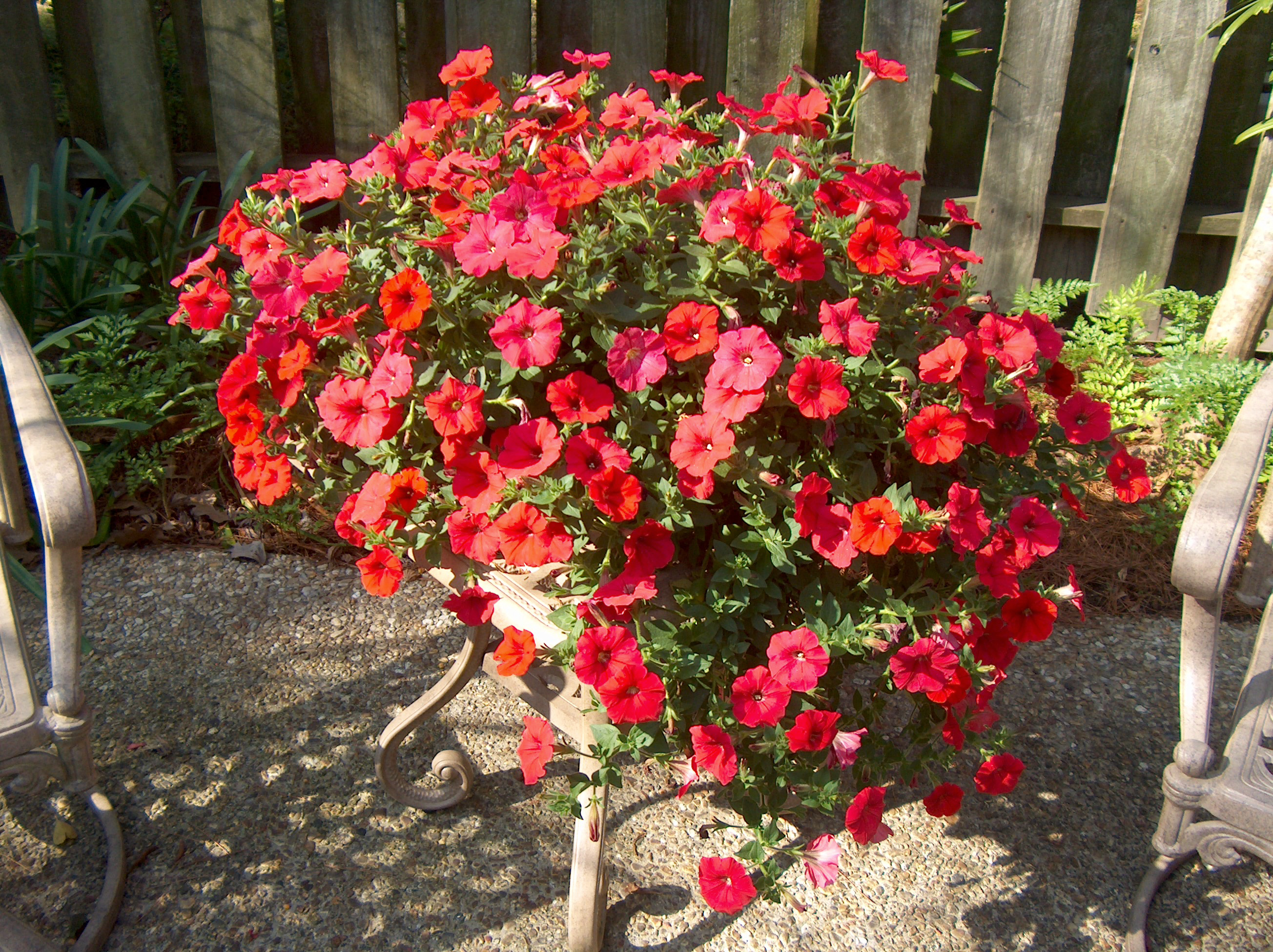 Petunia 'Red Wave'  / Red Wave Petunia