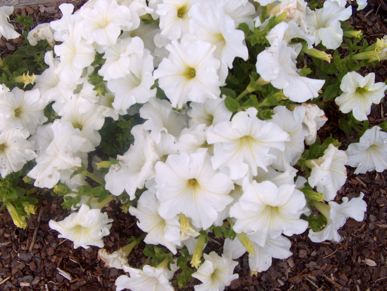 Petunia 'Supercascade White'  / Supercascade White Petunia