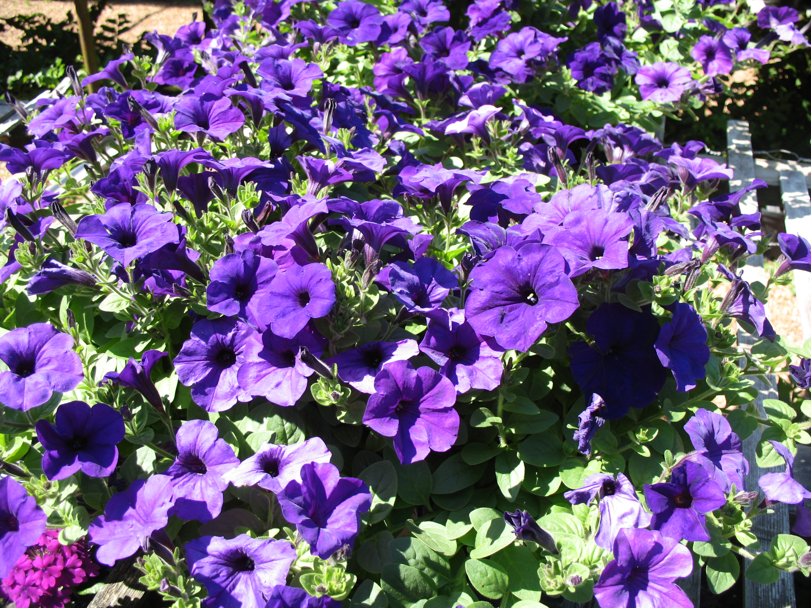 Petunia 'Wave Purple' / Wave Purple Petunia