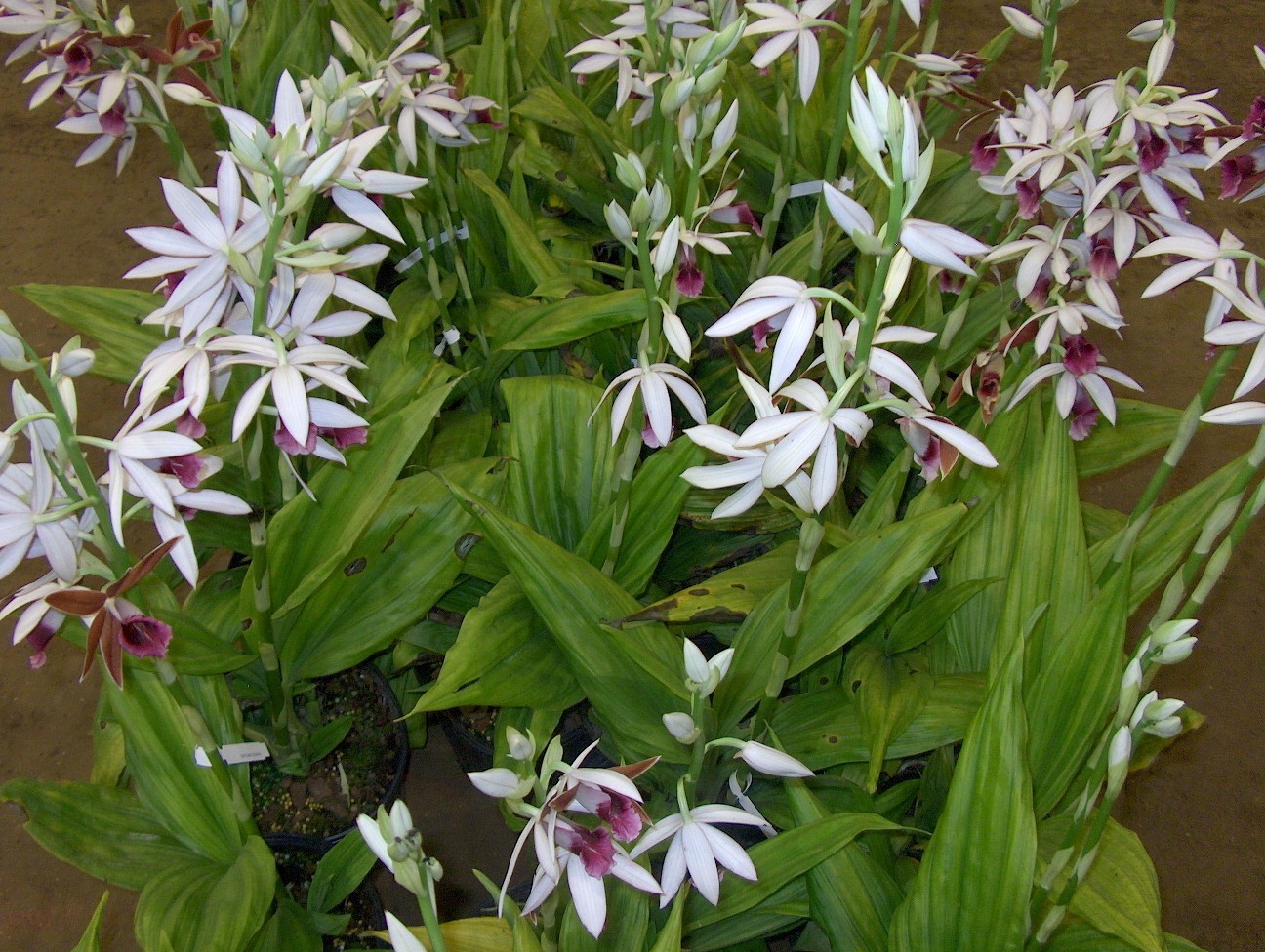 Phaius tankervilliae  / Nun's Orchid