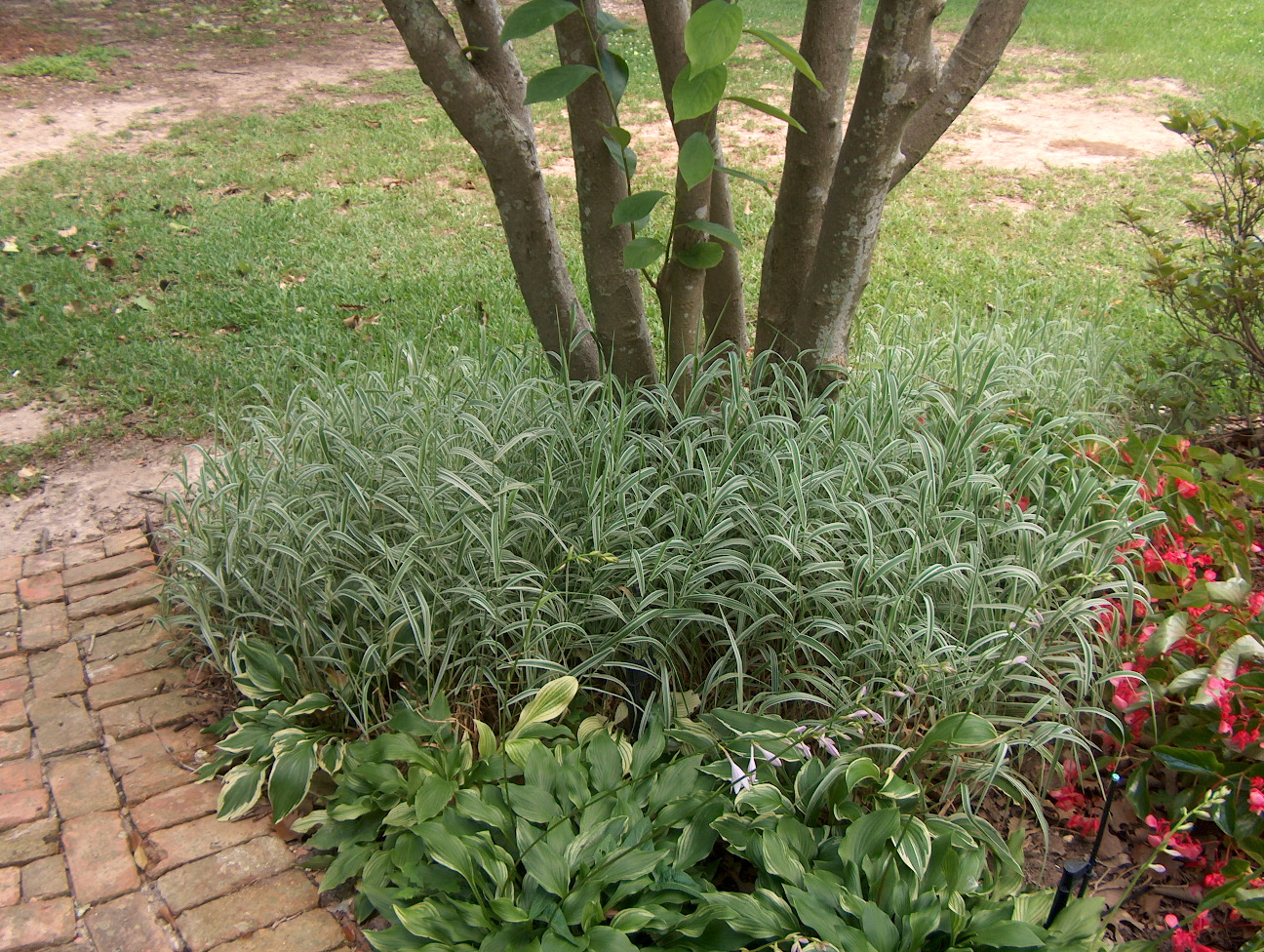 Phalaris arundinacea  / Reed Canary Grass