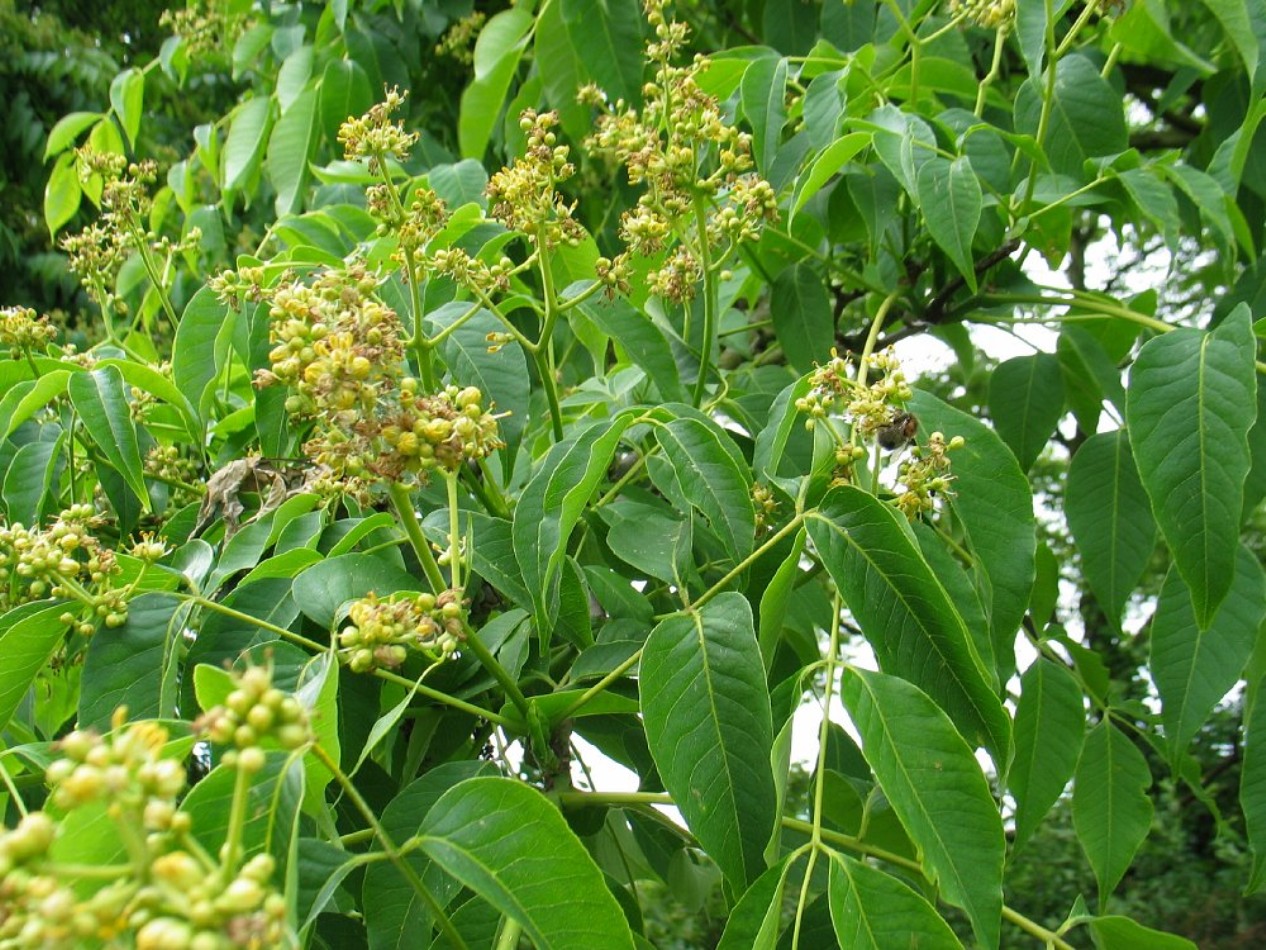 Phellodendron amurense  / Phellodendron amurense 