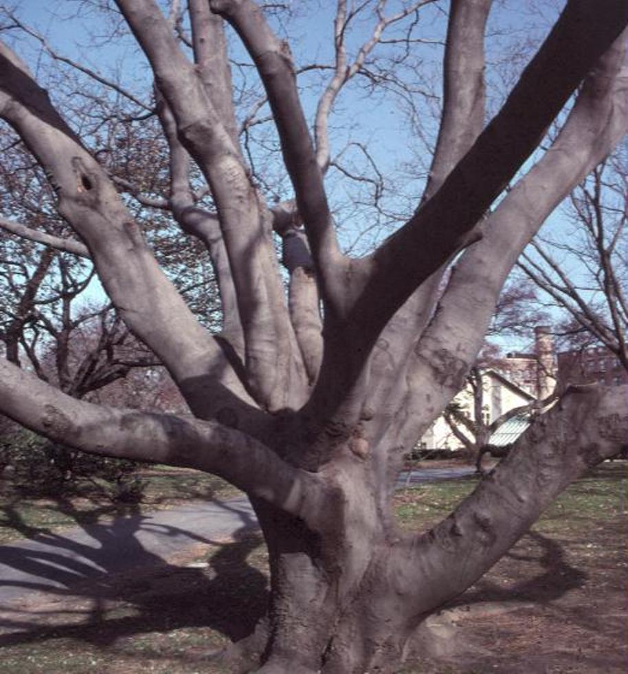 Phellodendron lavallei  / Lavalle Corktree