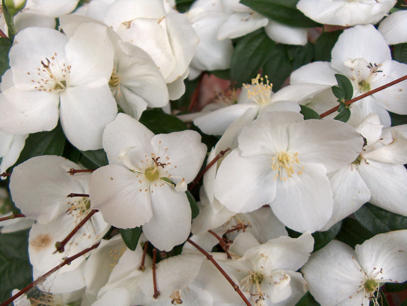 Philadelphus coronarius 'Natchez'   / Natchez Mock Orange