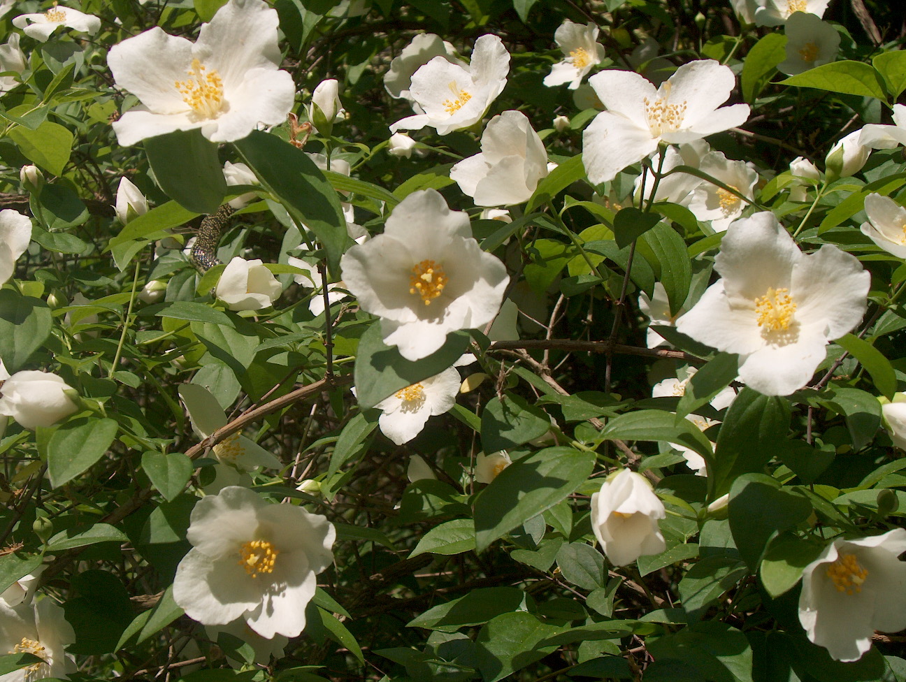 Philadelphus coronarius  / Philadelphus coronarius 