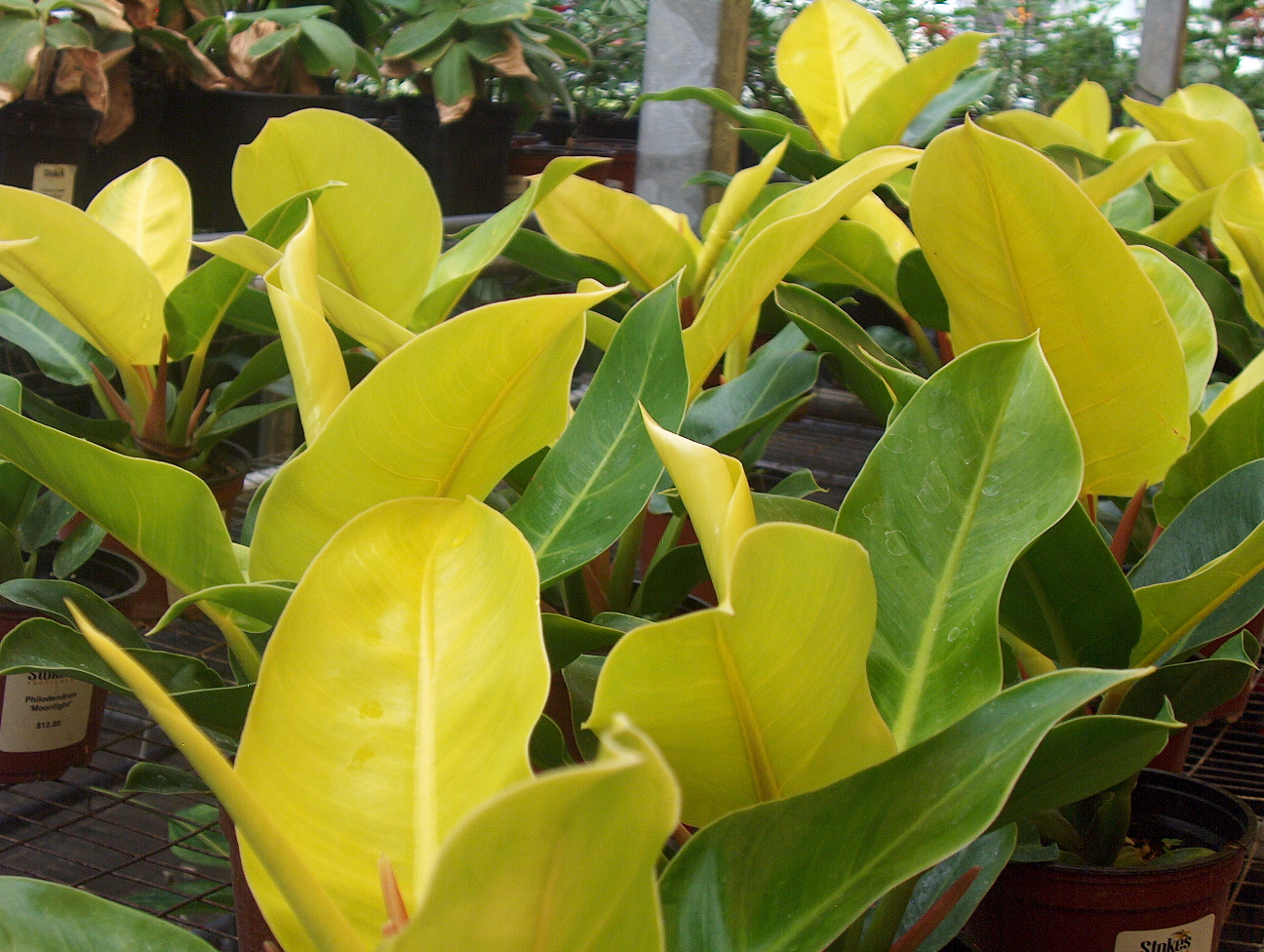 Philodendron 'Moonlight'  / Philodendron 'Moonlight' 