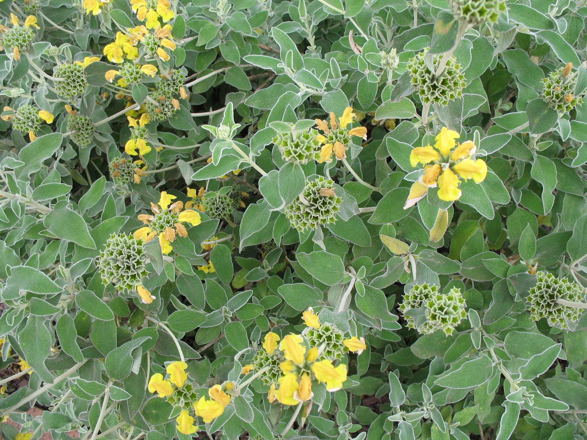 Phlomis fruticosa  / Phlomis fruticosa 