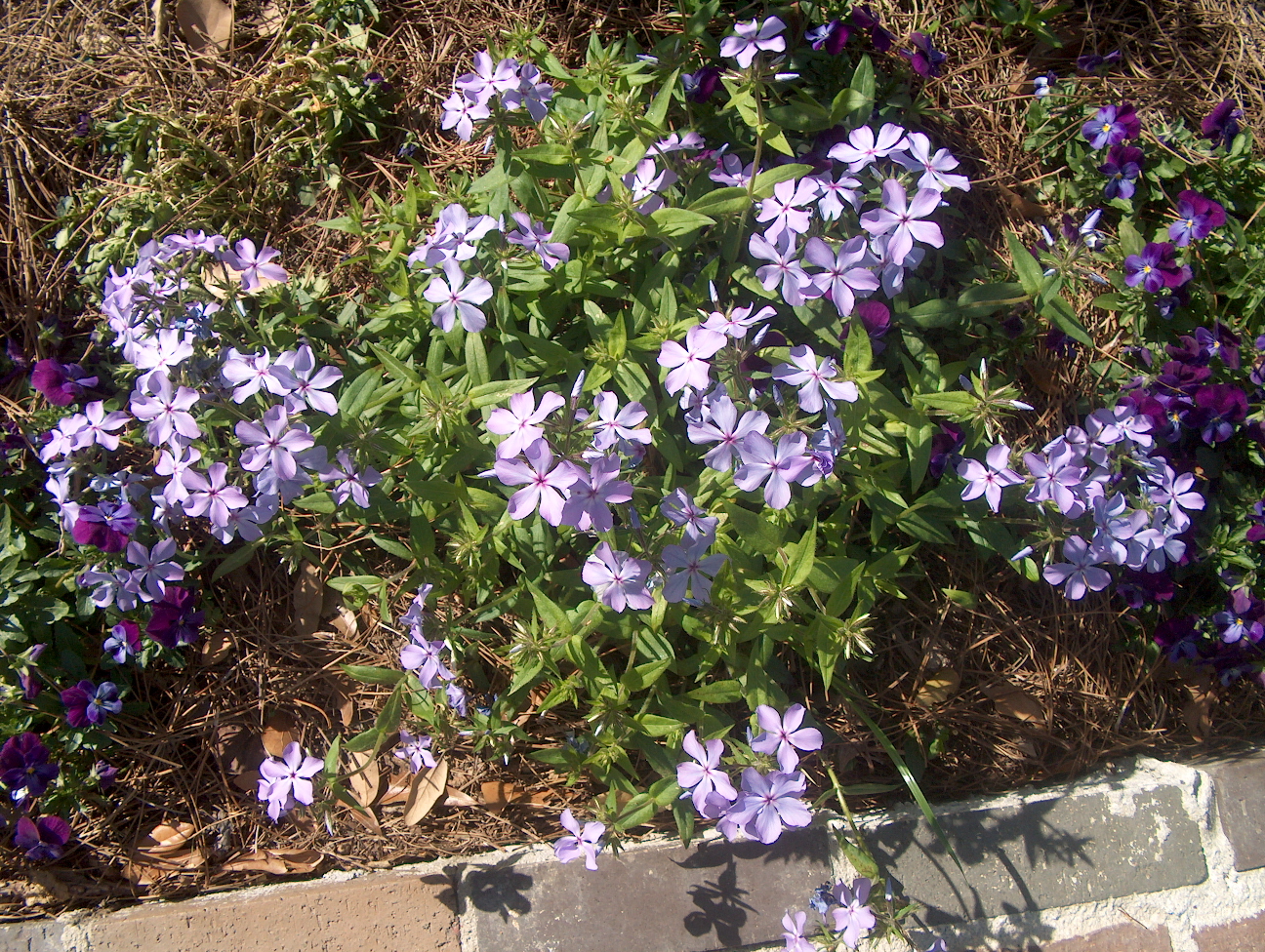 Phlox divaricata 'Opelousas Blue'  / Opelousas Blue Phlox