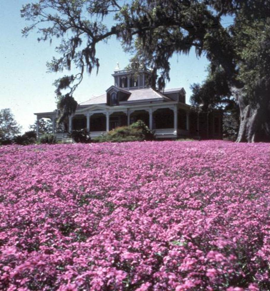 Phlox divaricata  / Phlox divaricata 