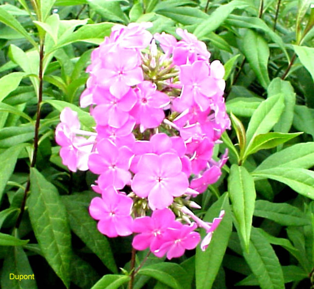 Phlox paniculata 'Texas Pink'  / Texas Pink Phlox