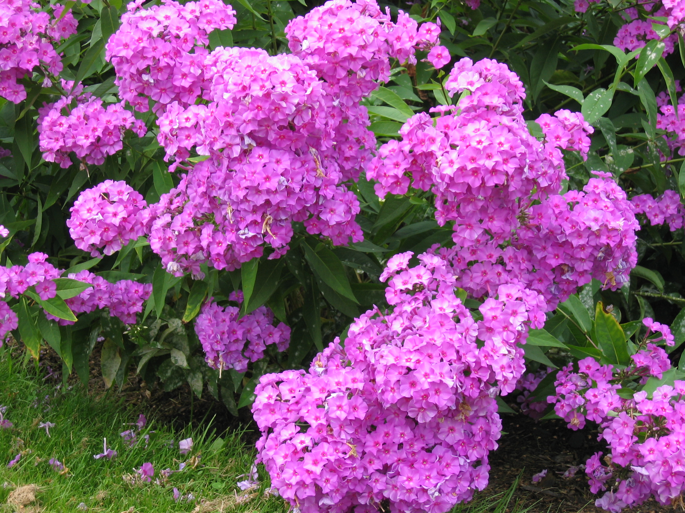 Phlox paniculata  / Phlox paniculata 