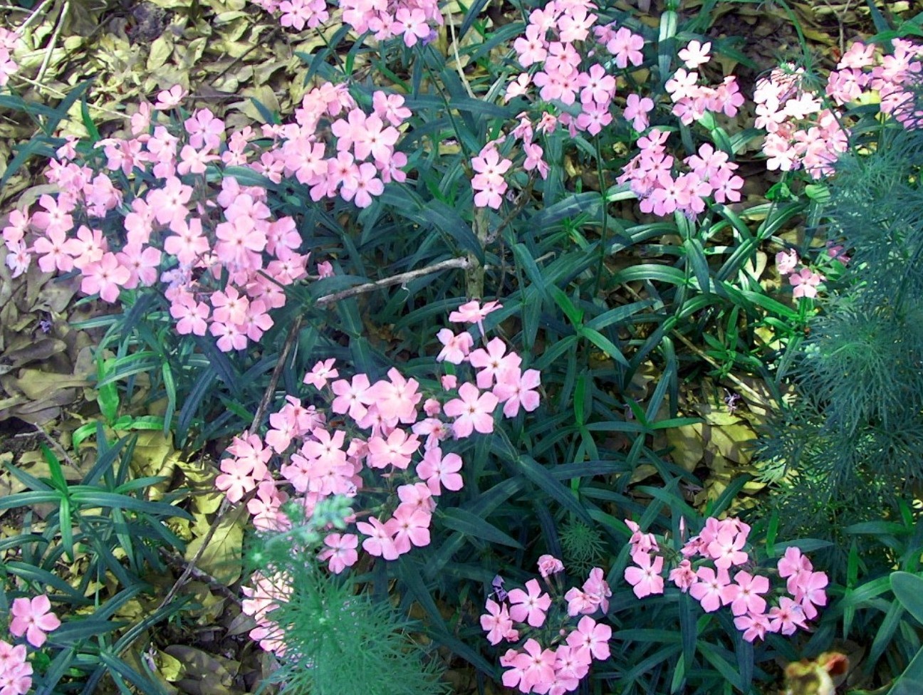 Phlox pilosa  / Prairie Phlox