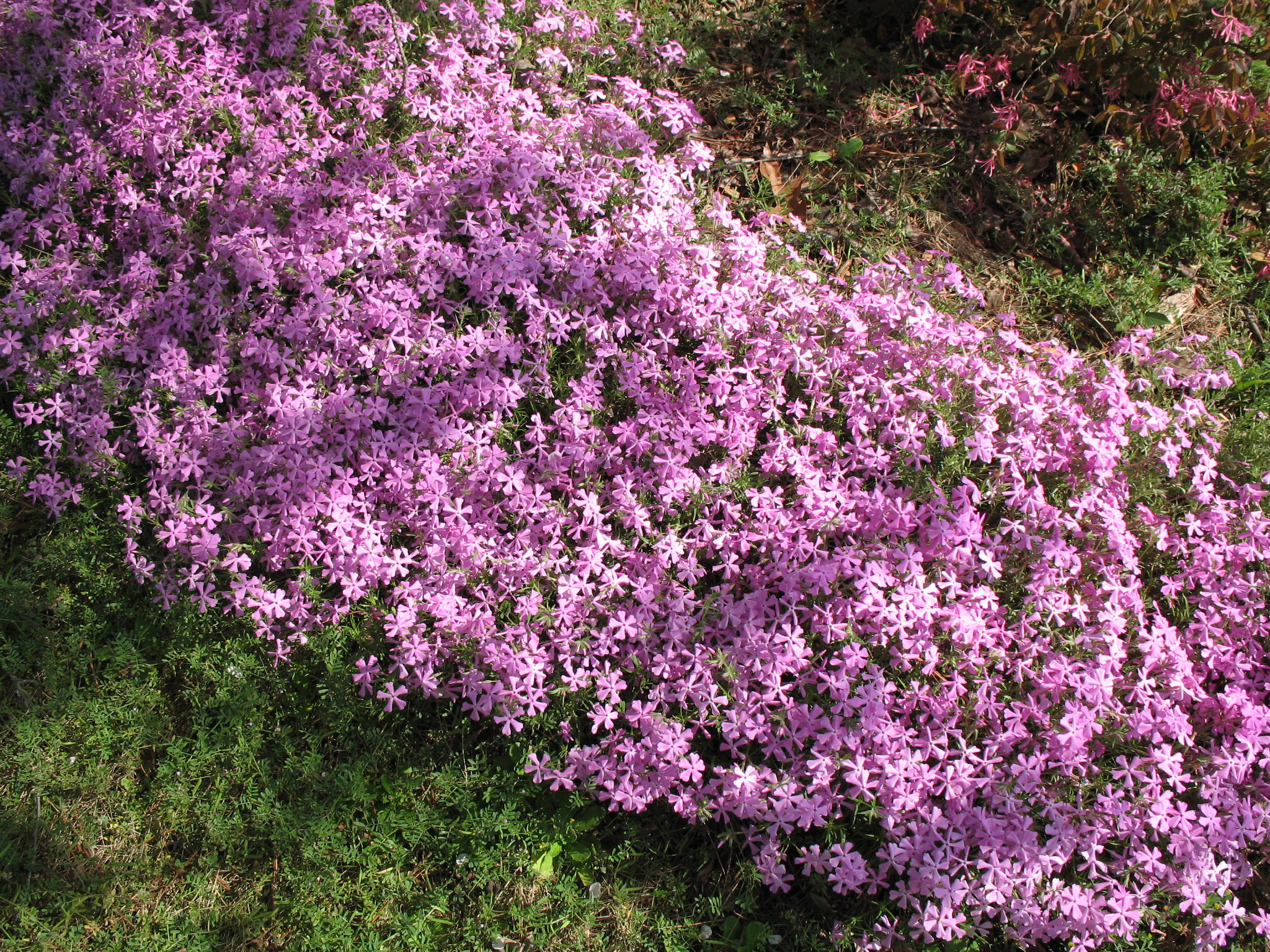 Phlox subulata  / Moss Pink