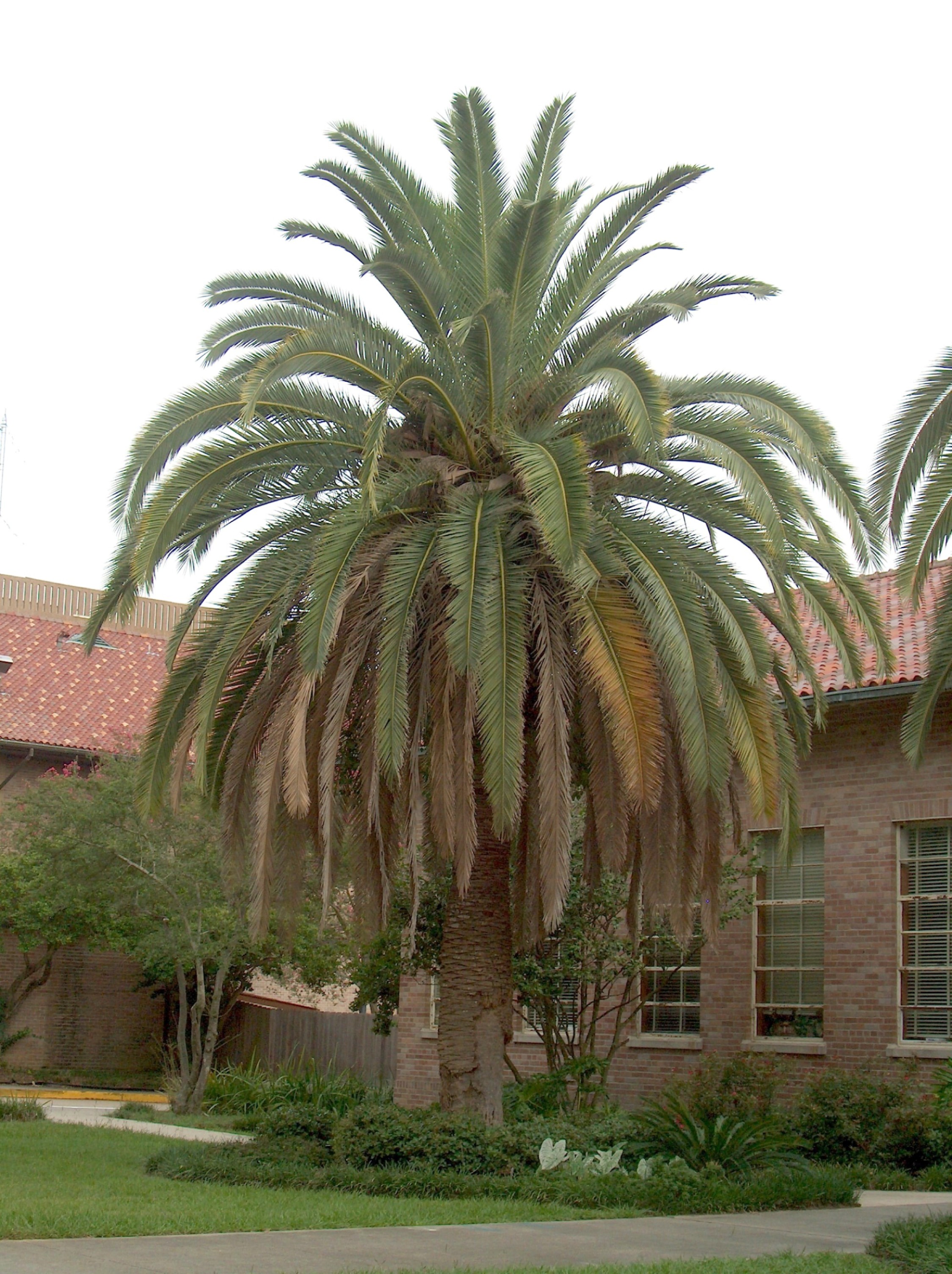 Phoenix canariensis  / Canary Island Date Palm