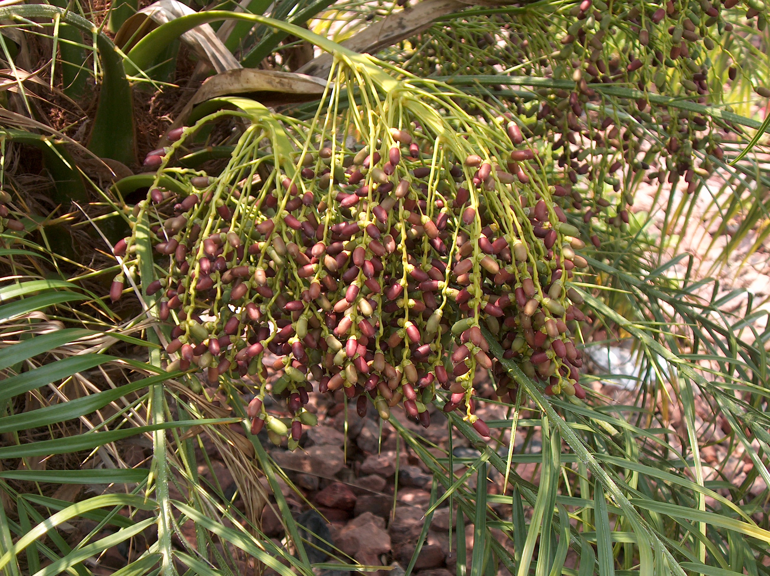 Phoenix roebelenii  / Date Palm