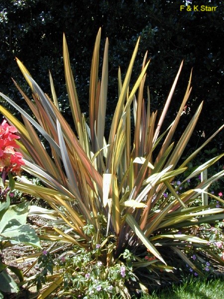 Phormium tenax  / Phormium tenax 