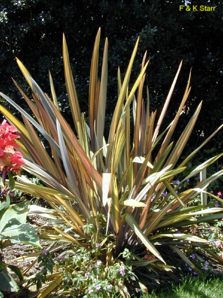 Phormium tenax  / Phormium tenax 