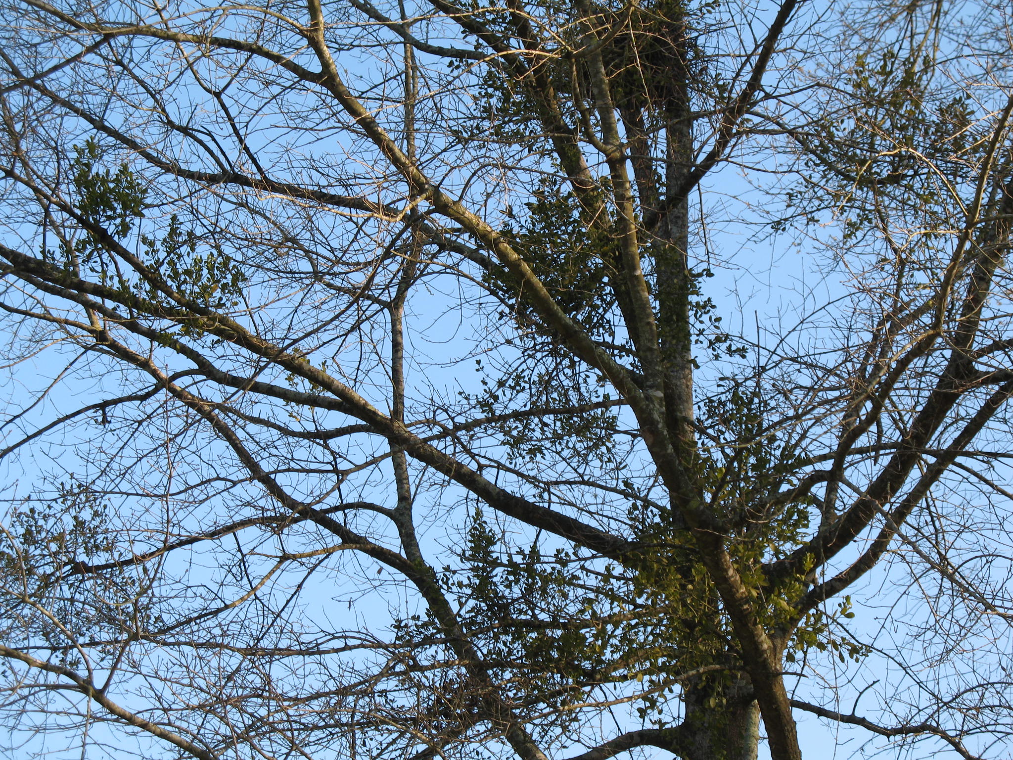Phoradendron serotinum  / Mistletoe