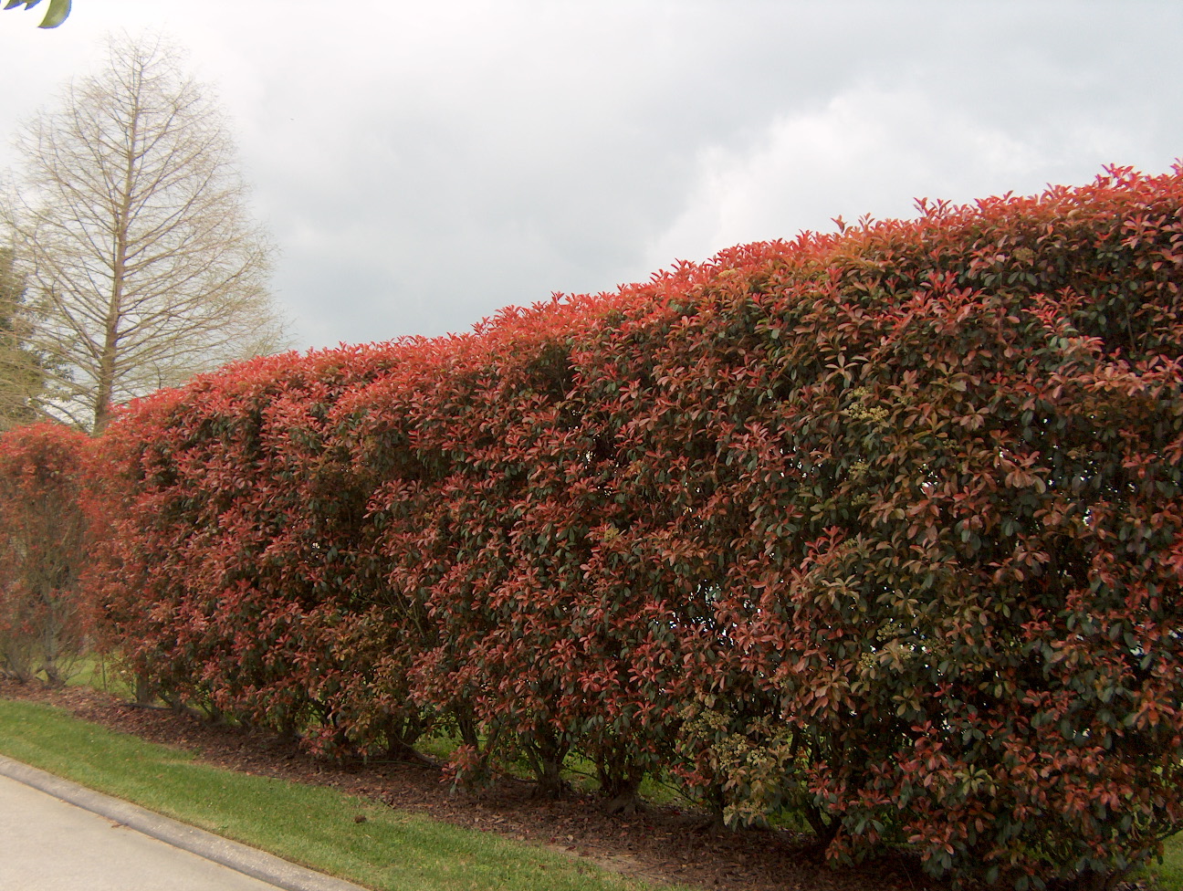 Photinia glabra  / Red Leaf Photinia