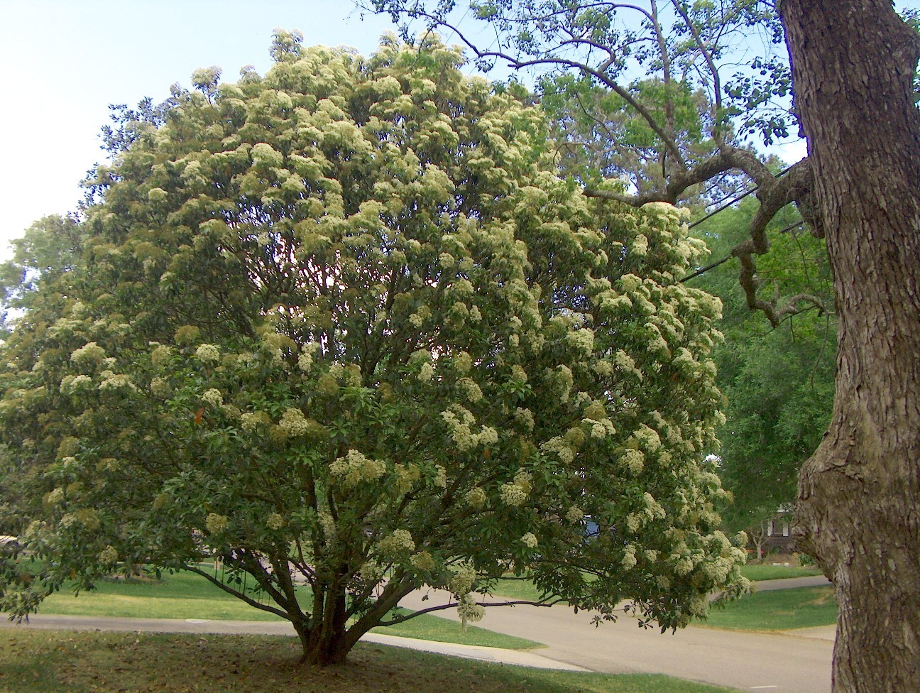 Photinia serrulata  / Photinia serrulata 