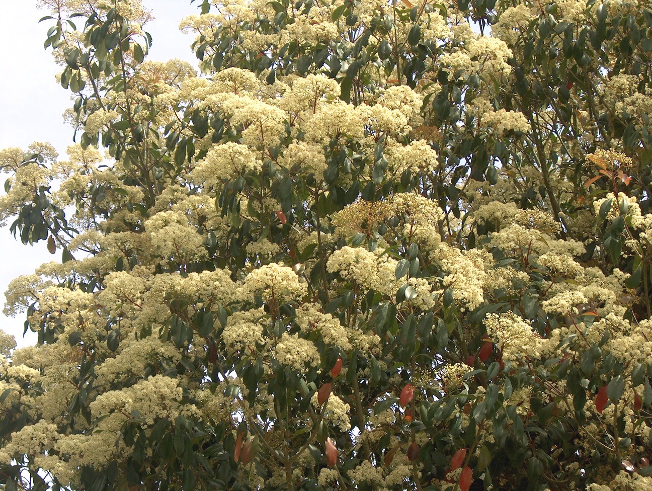 Photinia x fraseri  / Fraser's Photinia