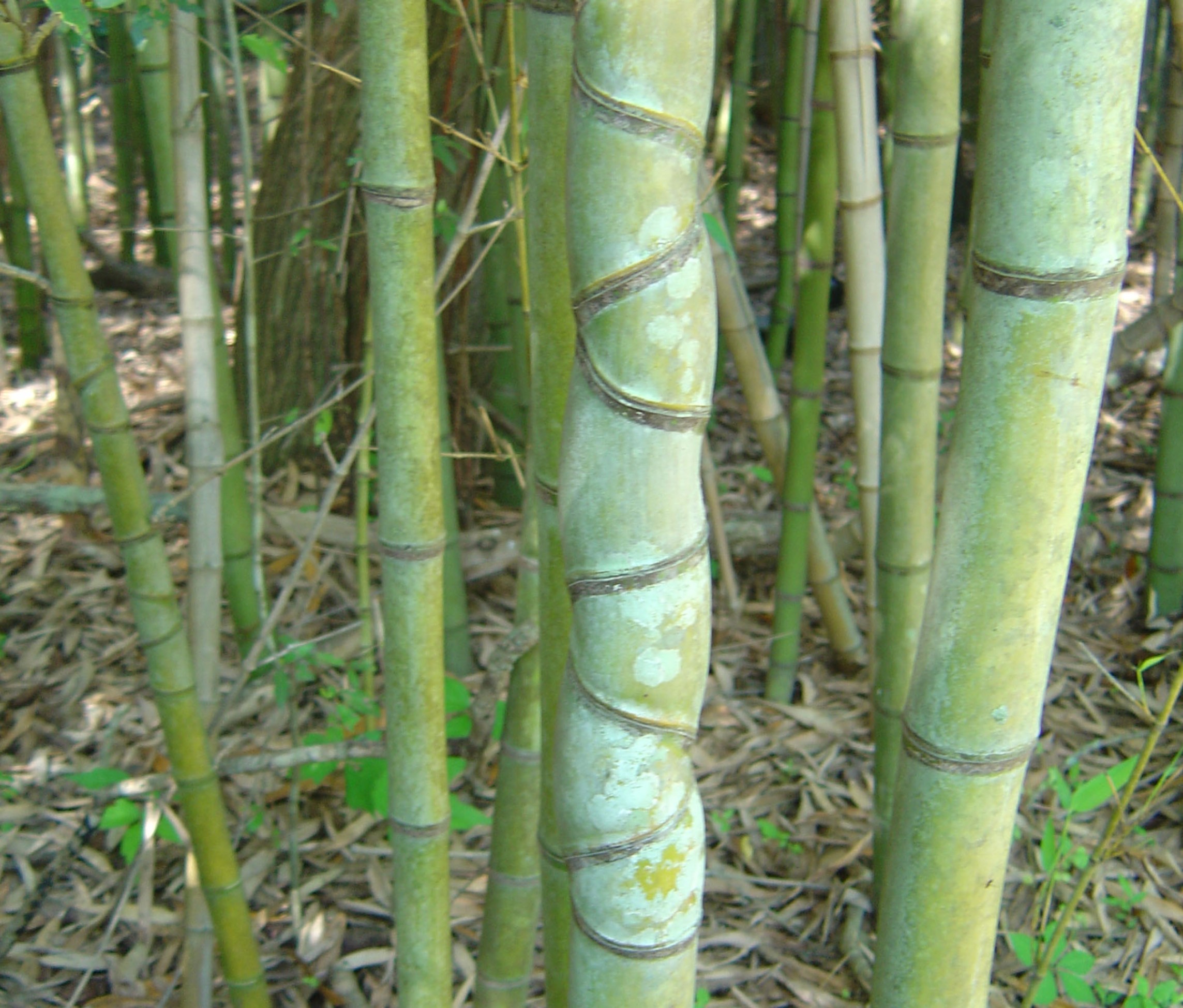 Phyllostachys aurea / Golden Bamboo