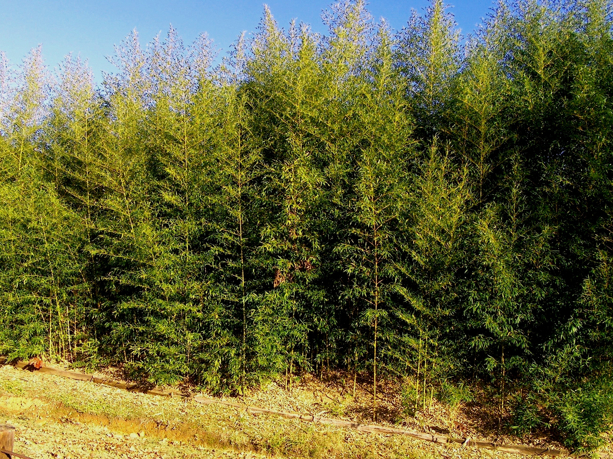 Phyllostachys aureosulcata  / Yellow Groove Bamboo