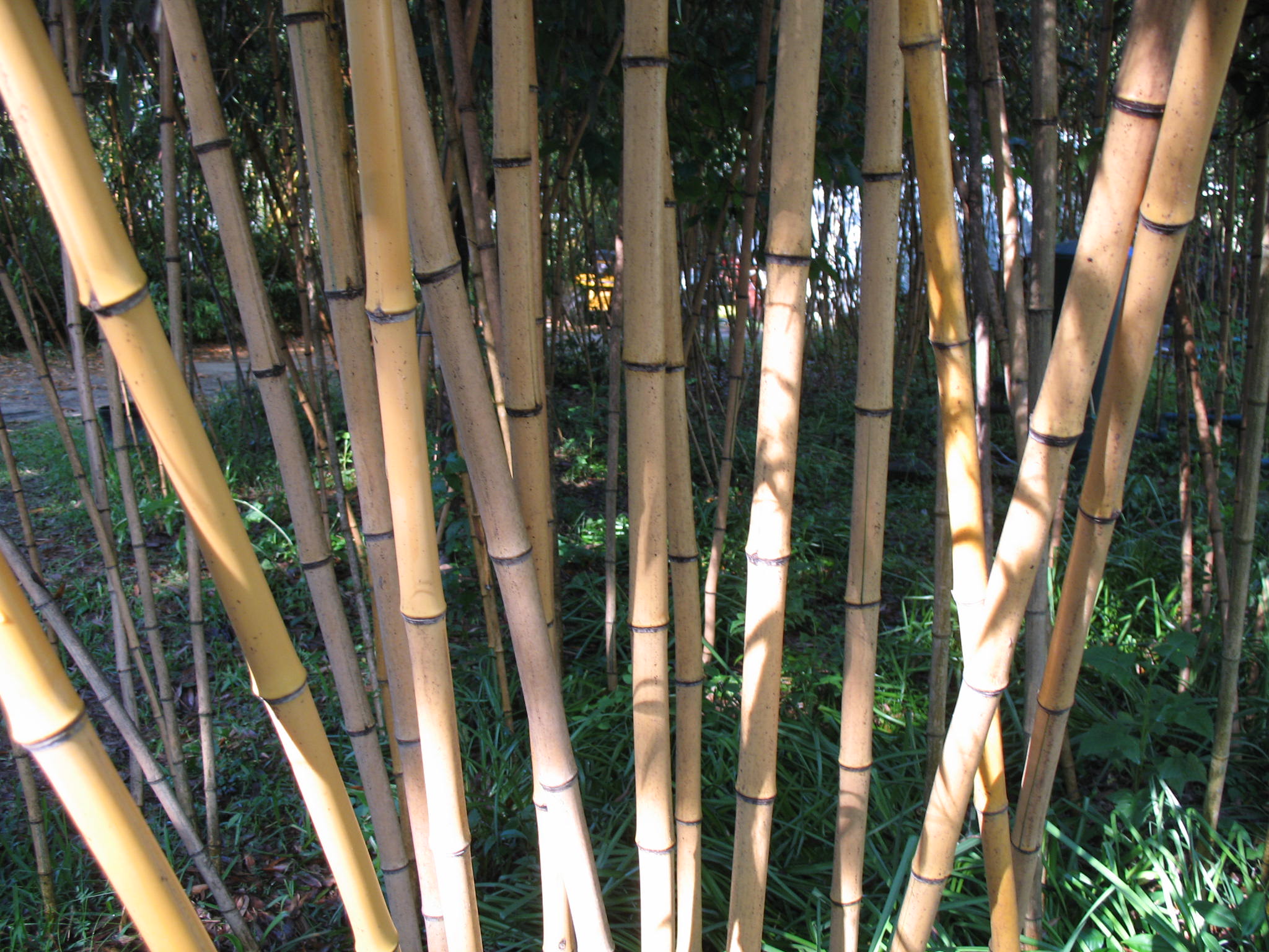 Phyllostachys bambusoides 'Allgold' / Phyllostachys bambusoides 'Allgold'