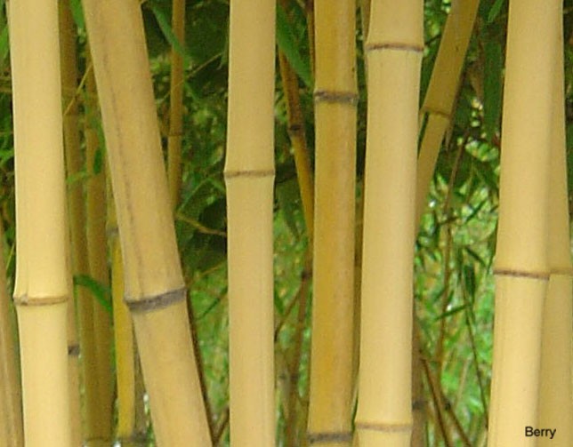 Phyllostachys bambusoides  / Bamboo