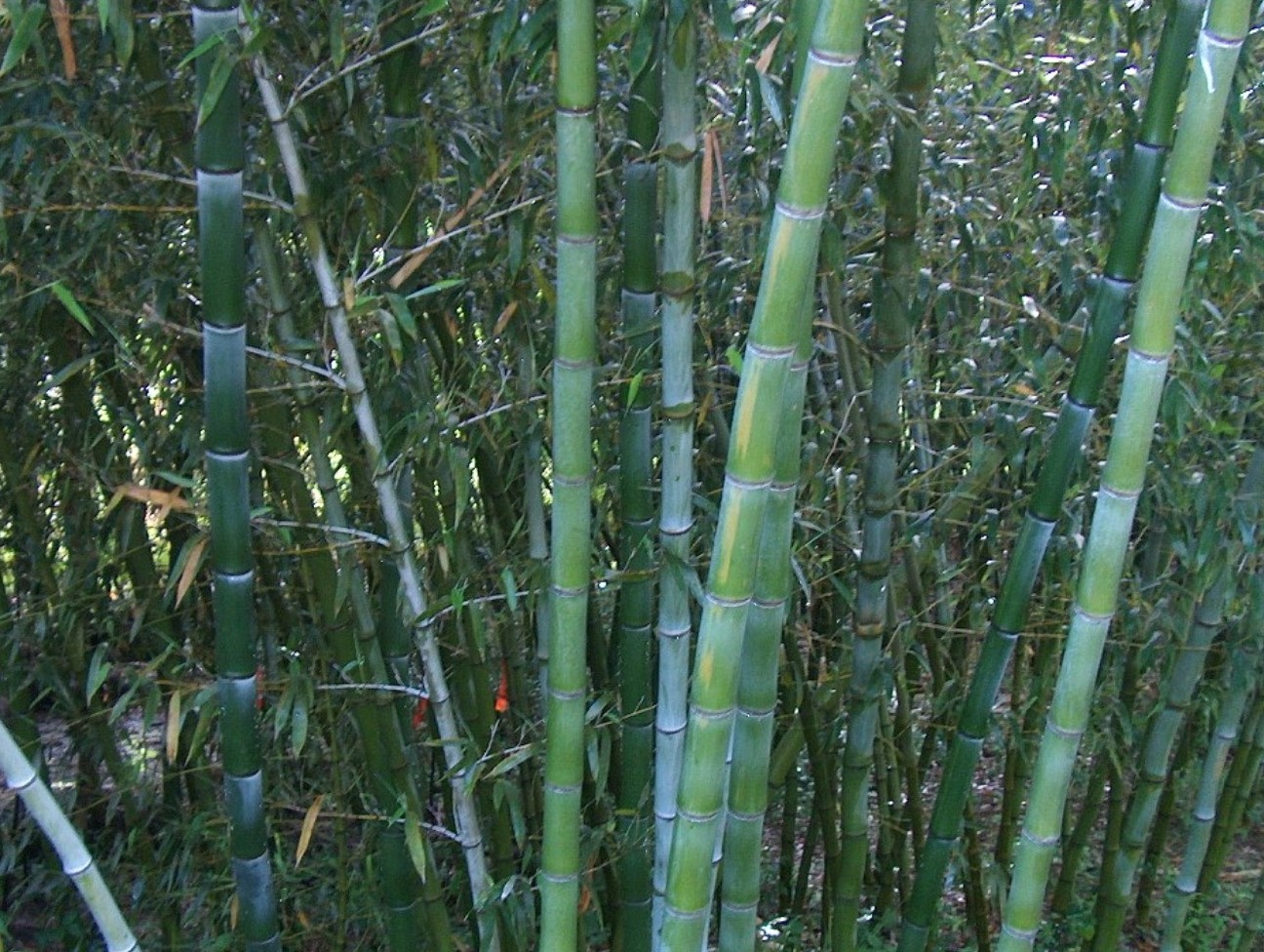 Phyllostachys dulcis  / Sweetshoot Bamboo