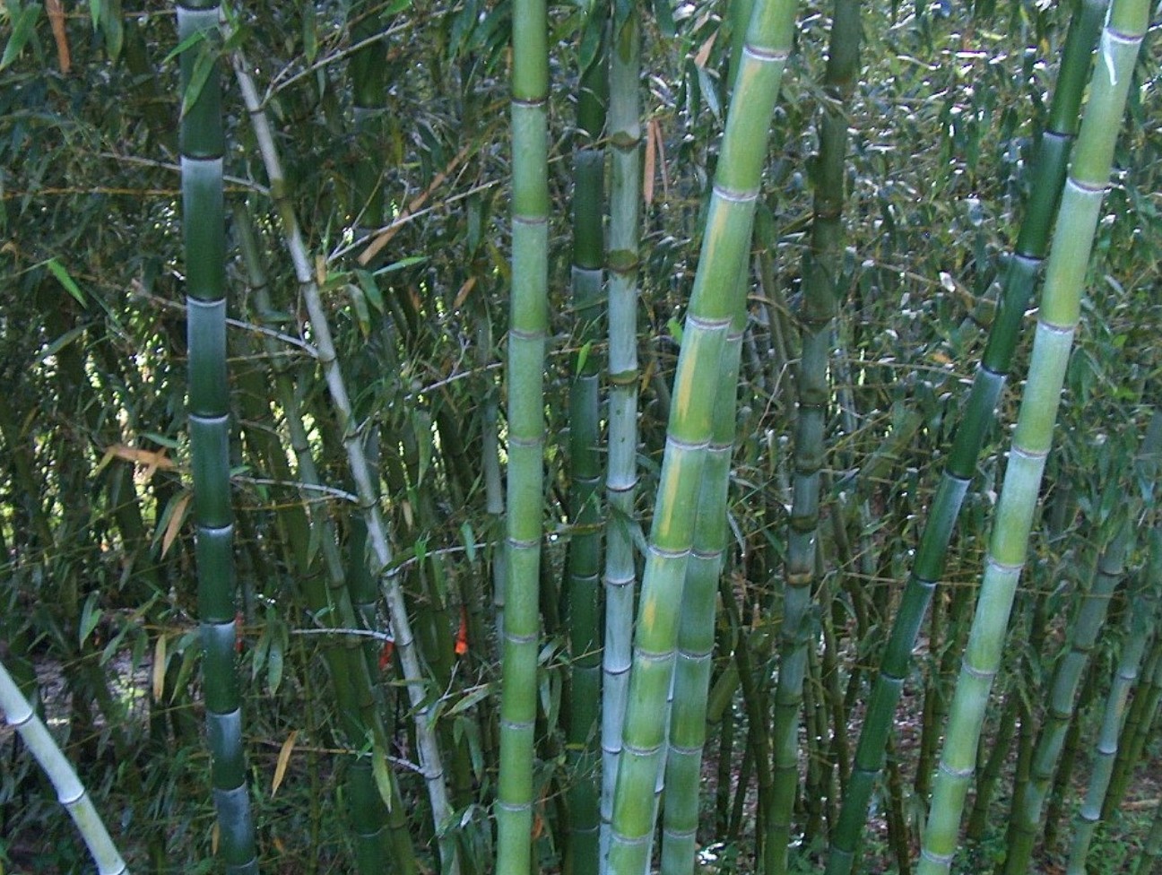 Phyllostachys dulcis  / Phyllostachys dulcis 