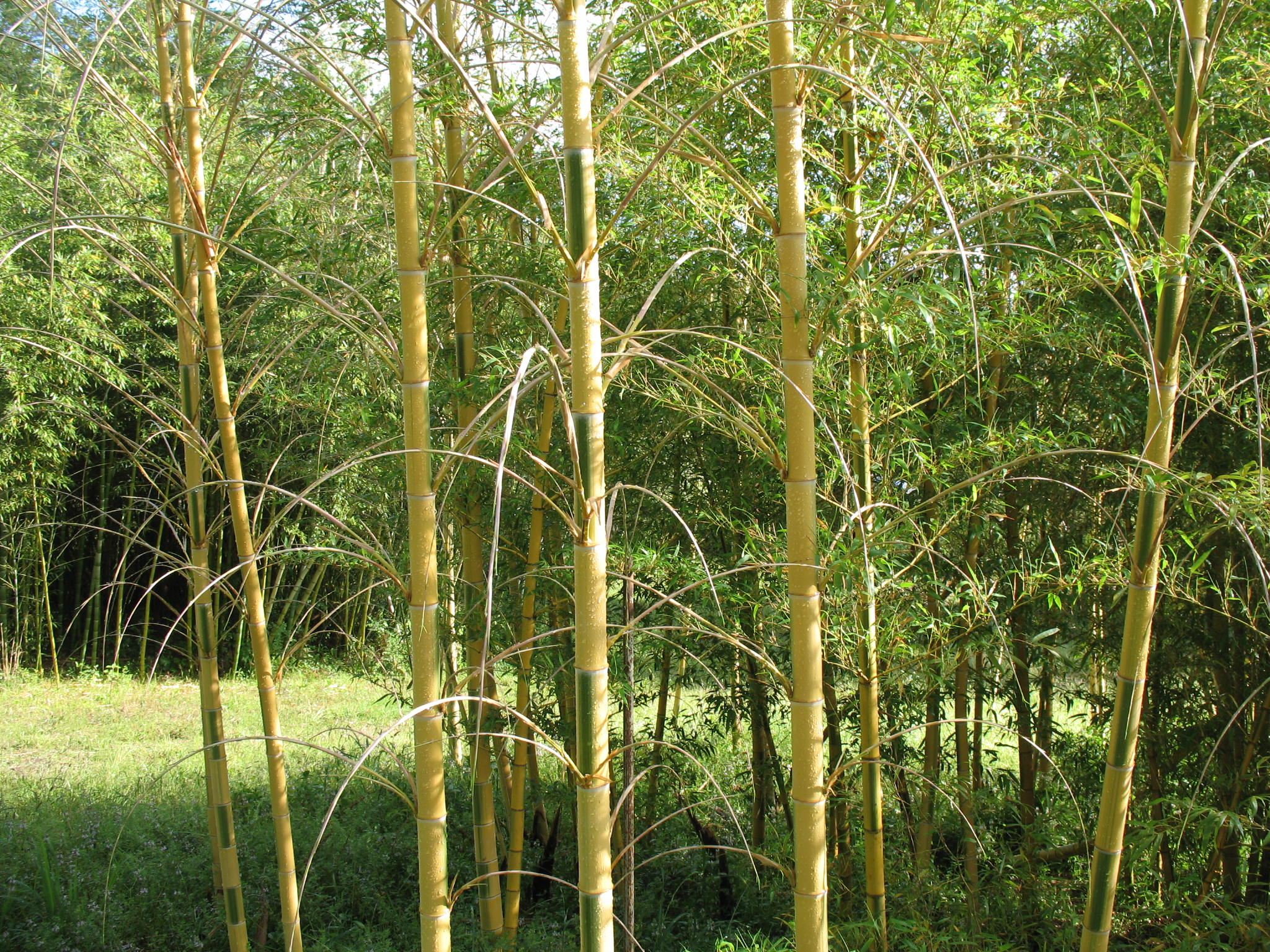 Phyllostachys edulis 'Bicolor' / Moso Bamboo