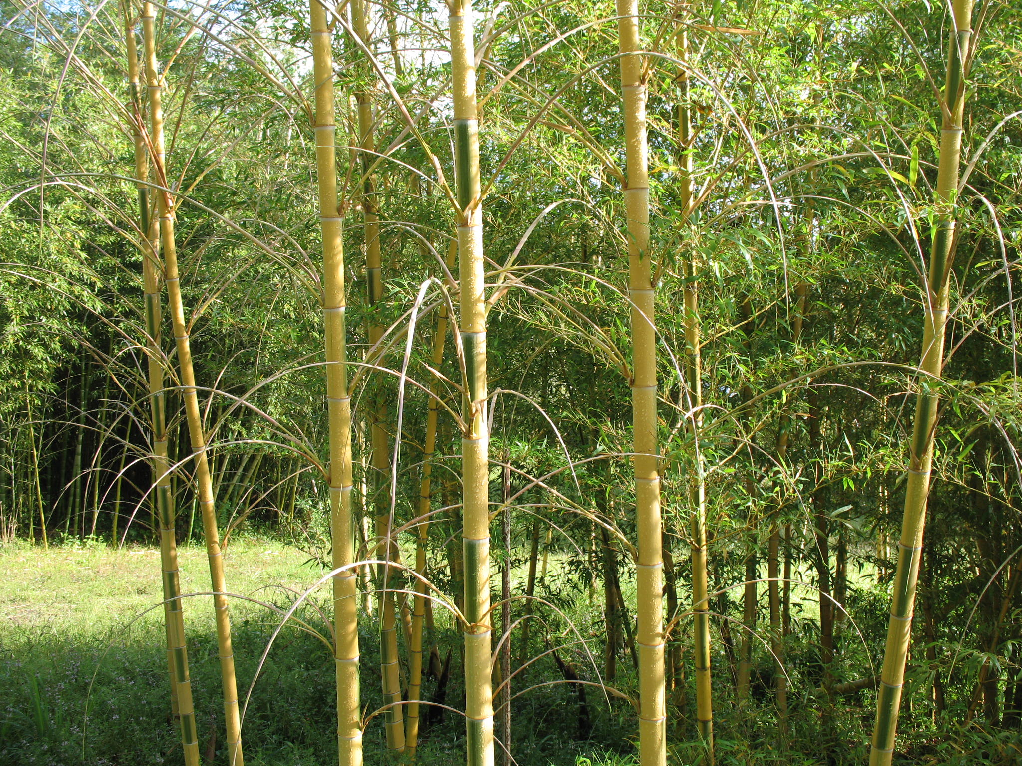 Phyllostachys edulis 'Bicolor' / Phyllostachys edulis 'Bicolor'