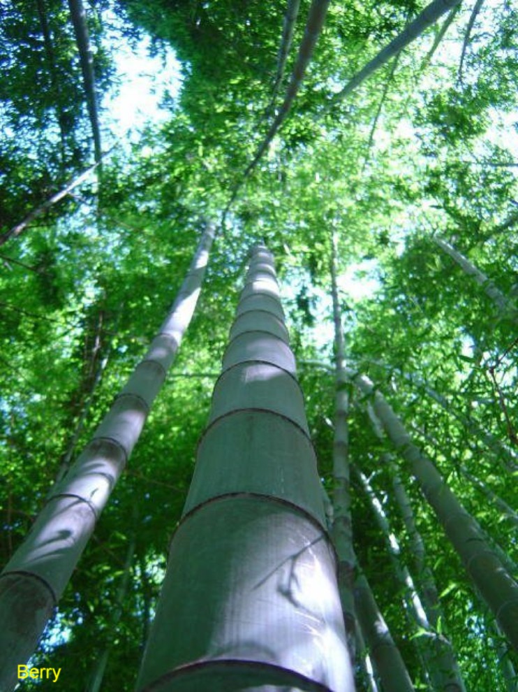 Phyllostachys edulis 'Moso'  / Phyllostachys edulis 'Moso' 