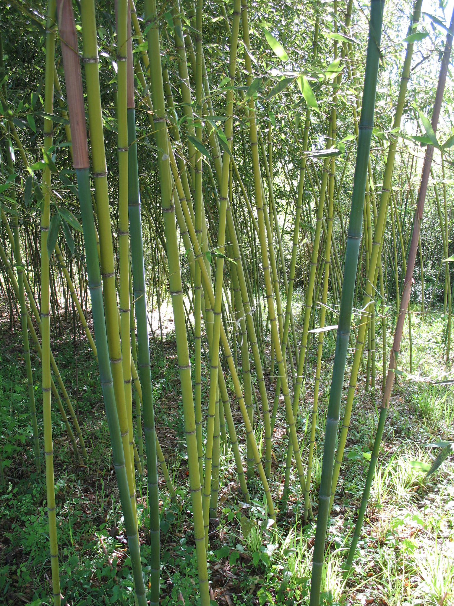 Phyllostachys glauca  / Hedge Bamboo
