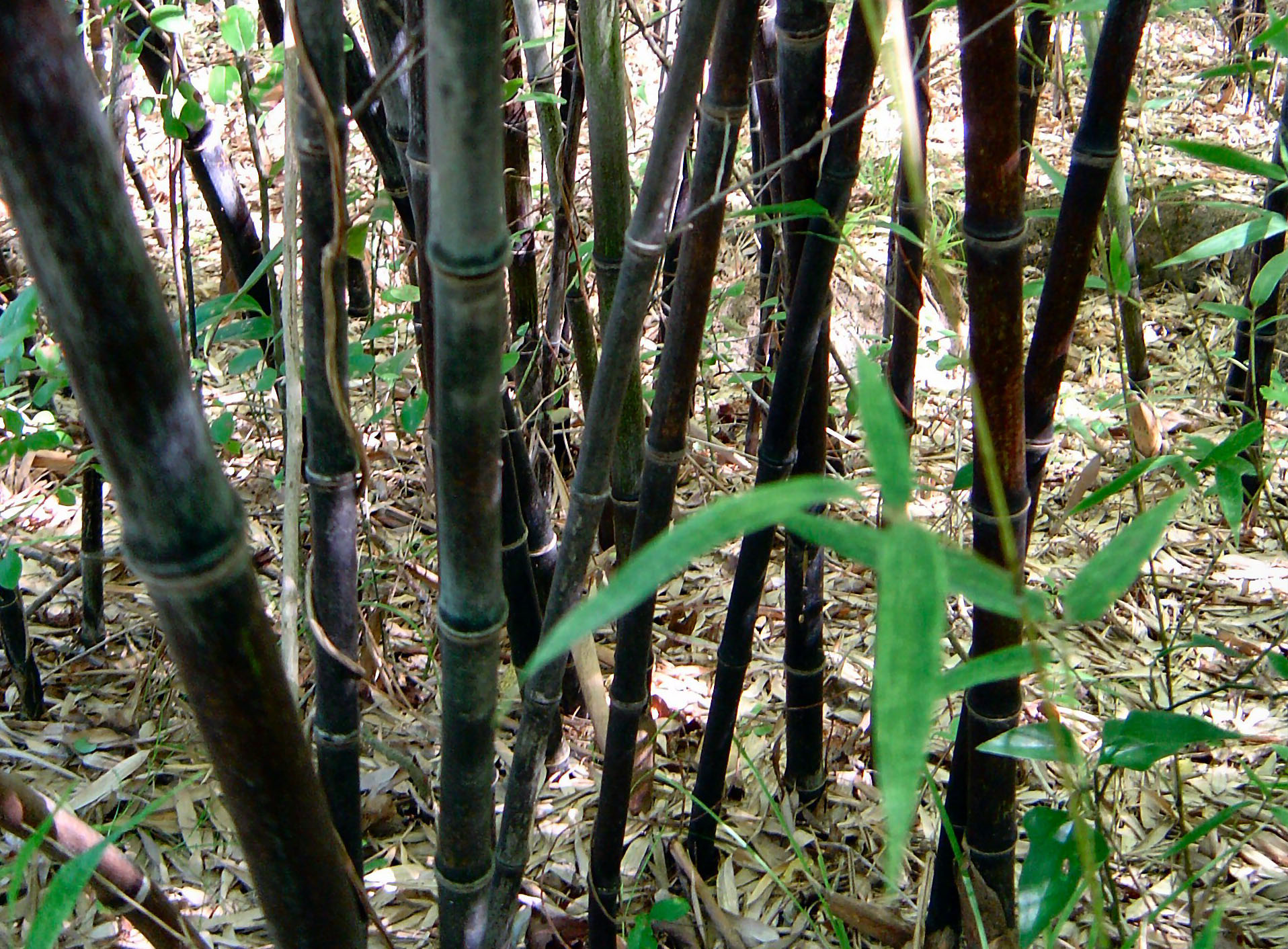 Phyllostachys nigra 'Black'  / Phyllostachys nigra 'Black' 